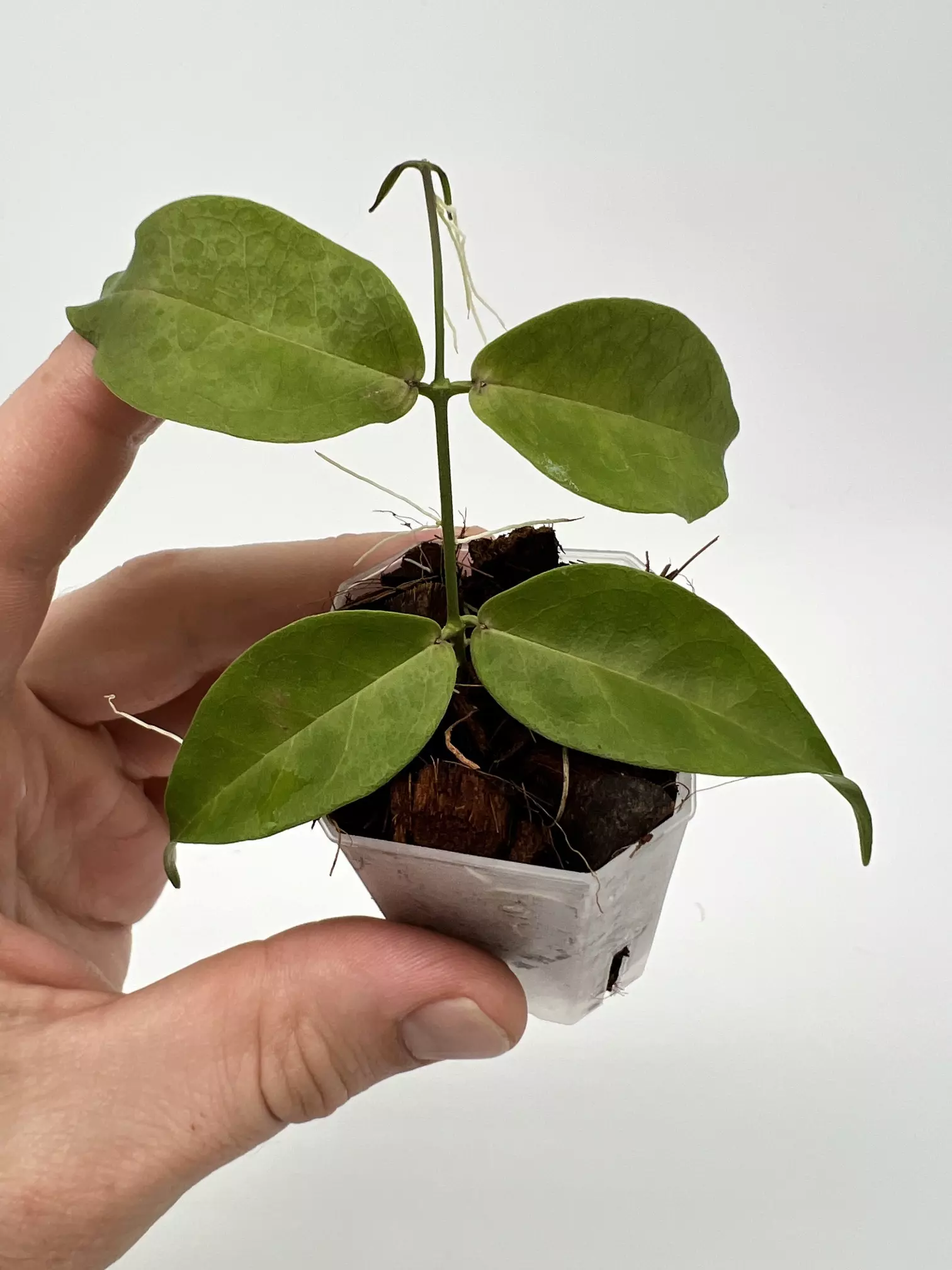 plant/A1 Papuana - farmers selected-3