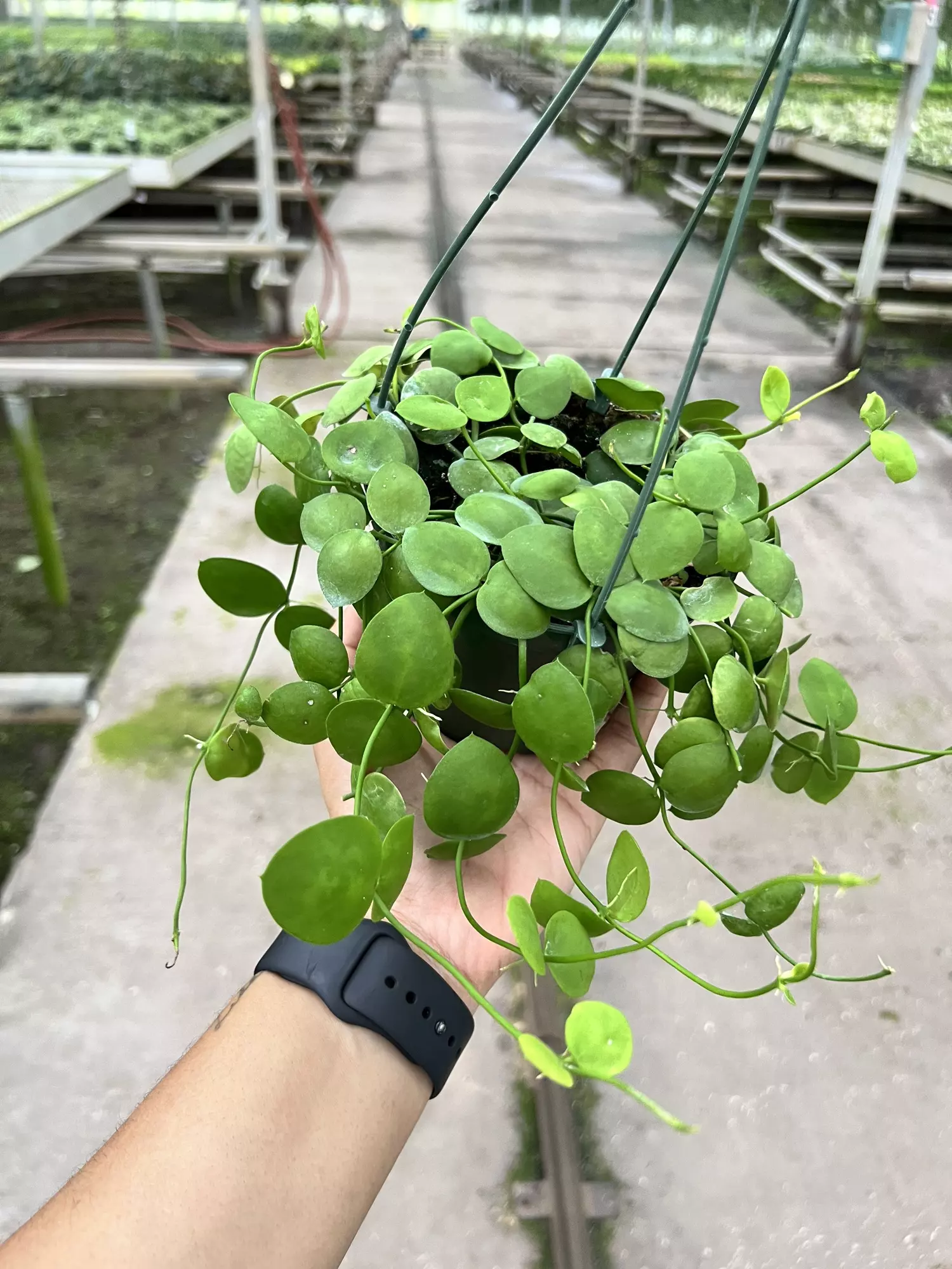 plant/4” Dischidia Platyphilla - Grower’s Choice🌱-0