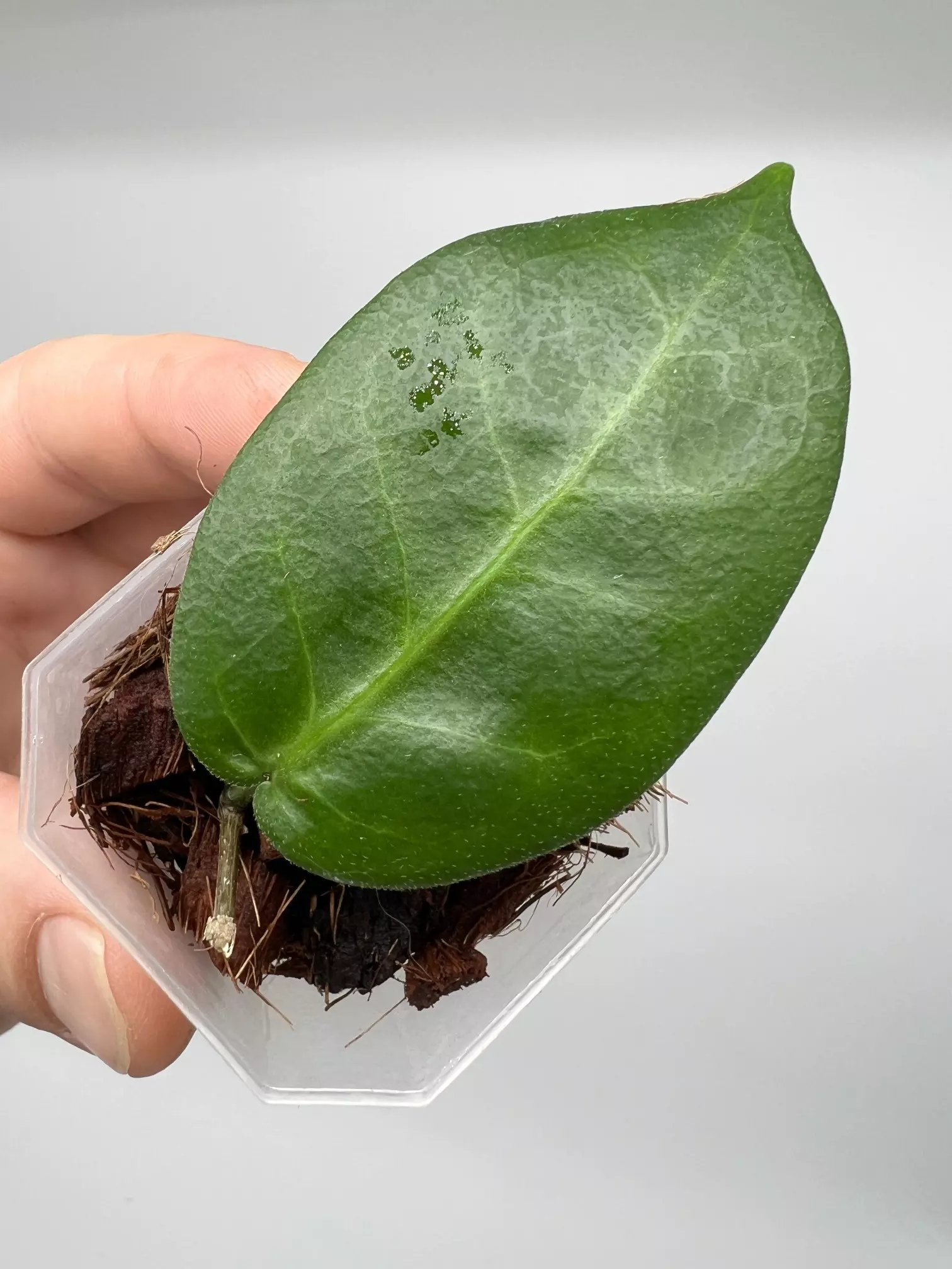 plant/A5 Megalaster (single leafers) - farmer selected-2