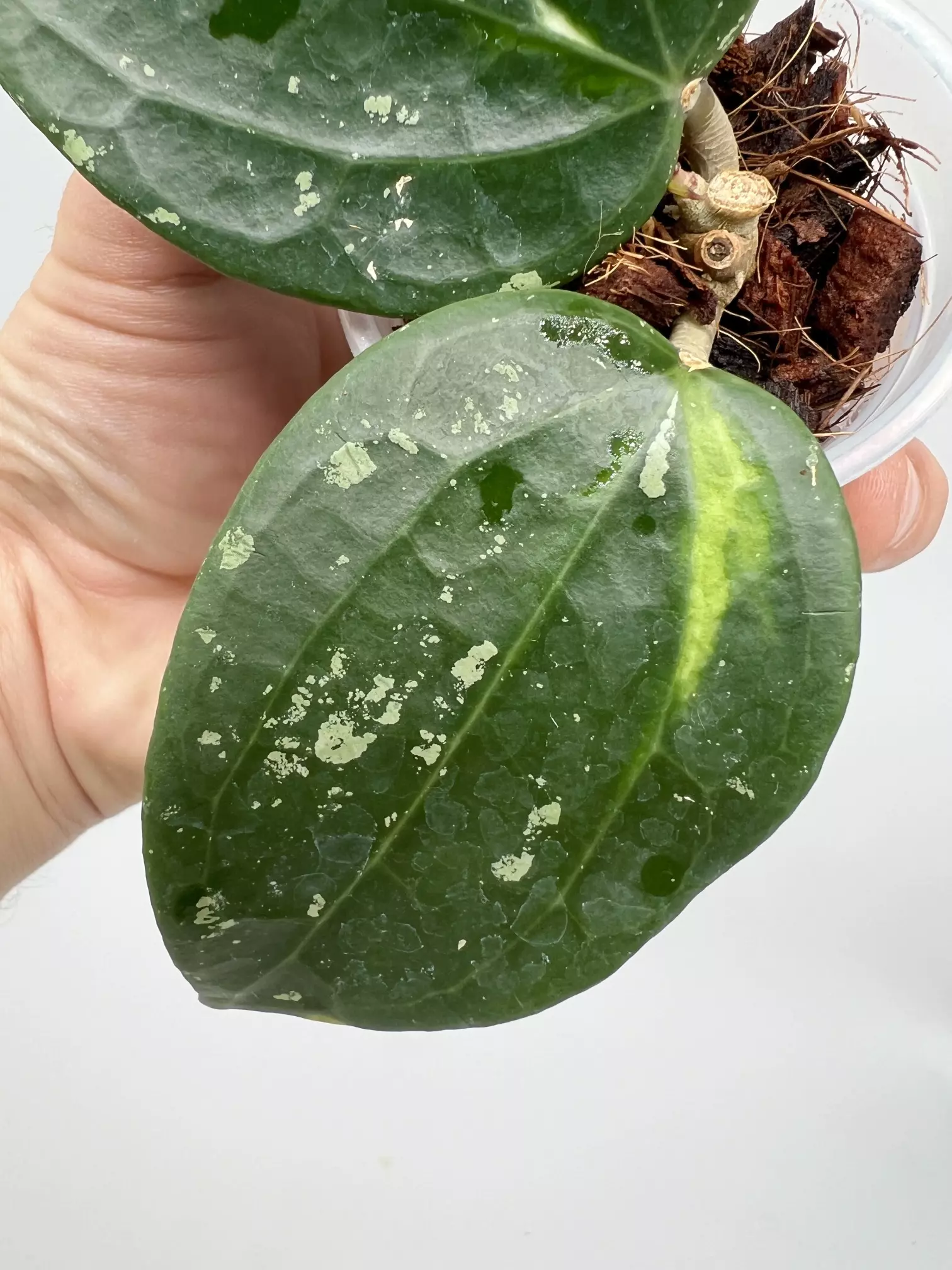 plant/A4 variegated Latifolia - exact plant-1