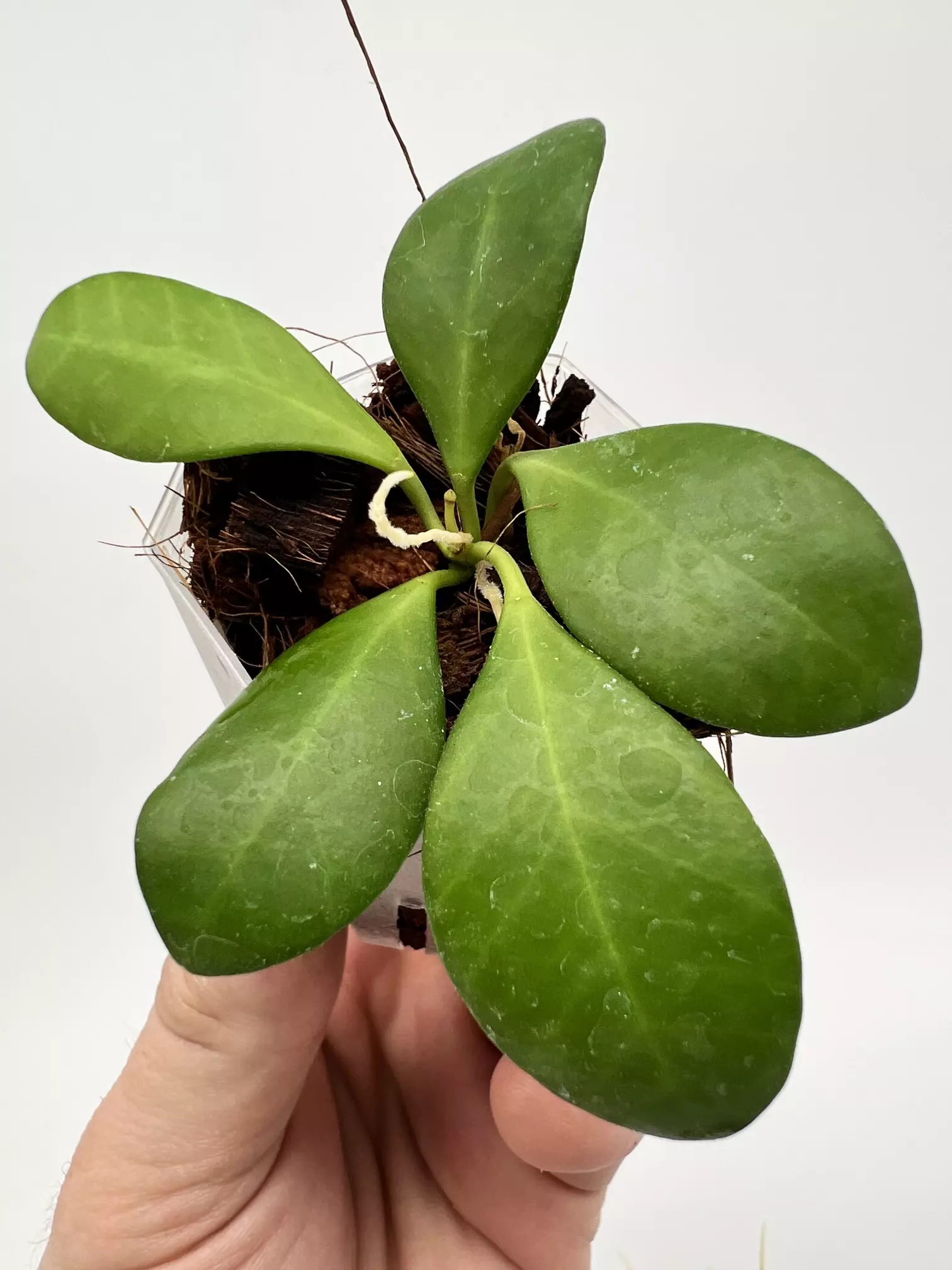plant/A1 yellow sapphire - farmers selected-1