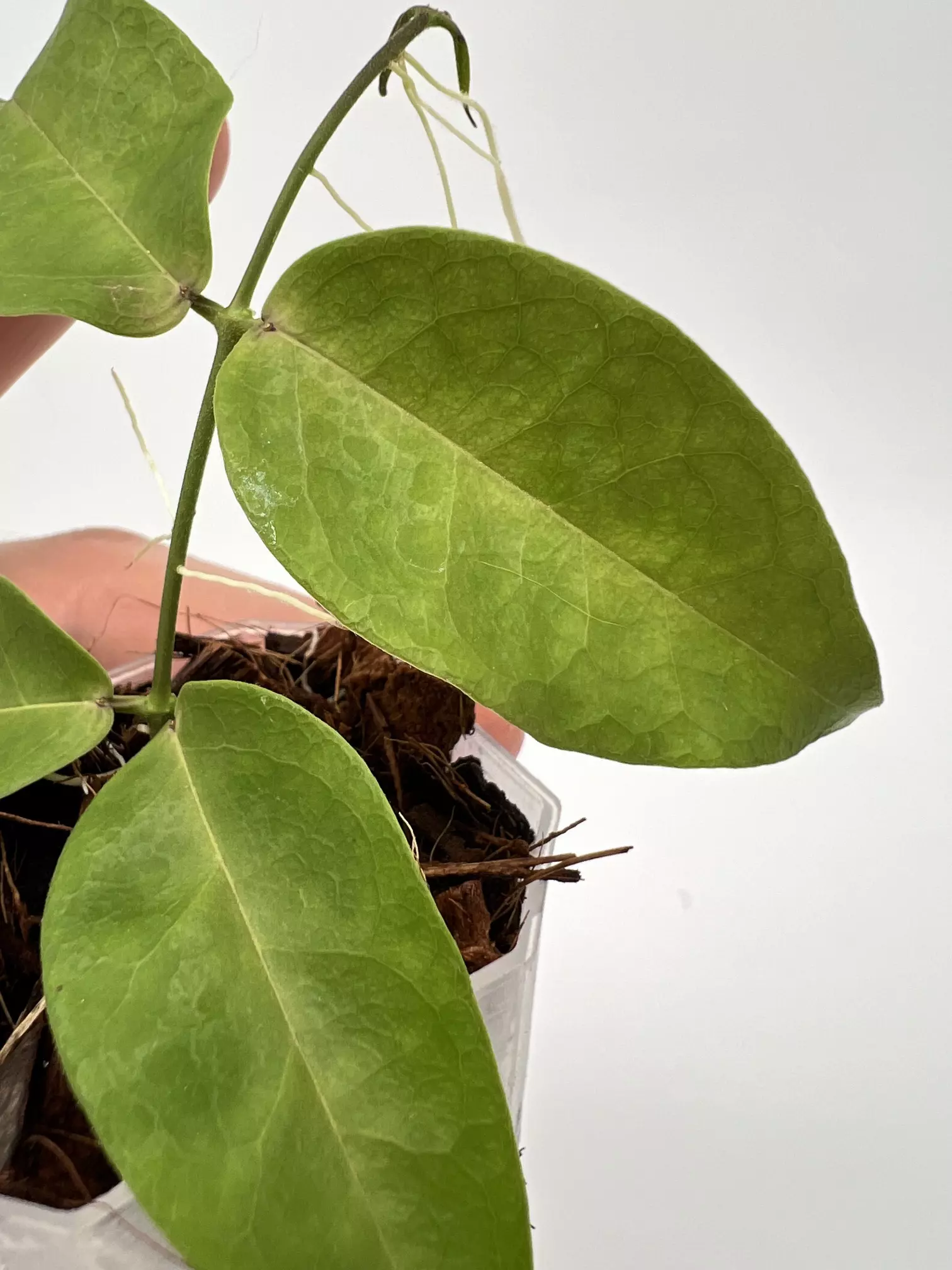 plant/A1 Papuana - farmers selected-1