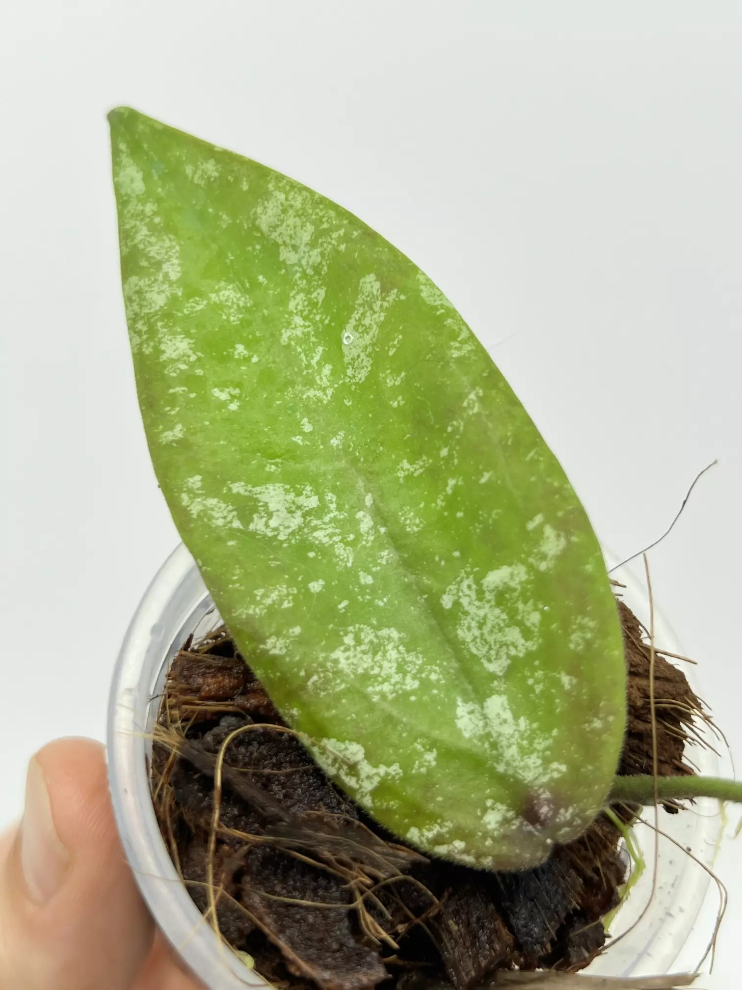plant/A1 Sangguensis Splash - exact plant-2
