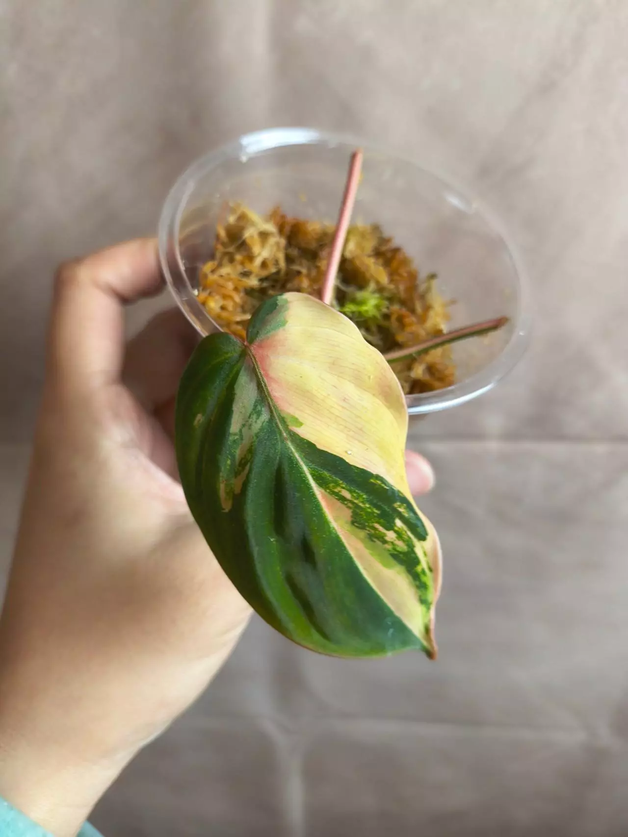 plant/Philodendron Micans Aurea/Pink Var-0