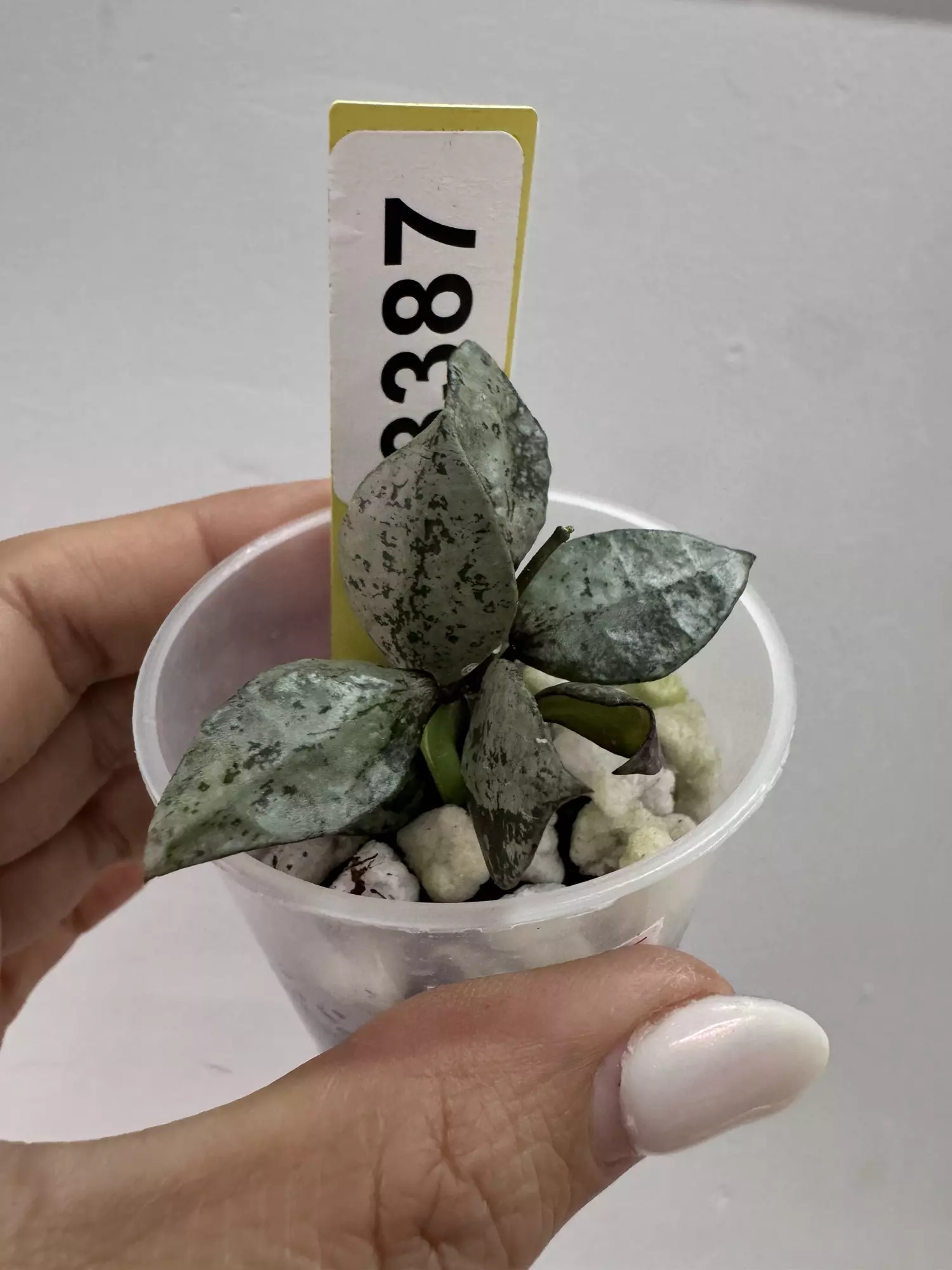 plant/3387 Lac Violet-0