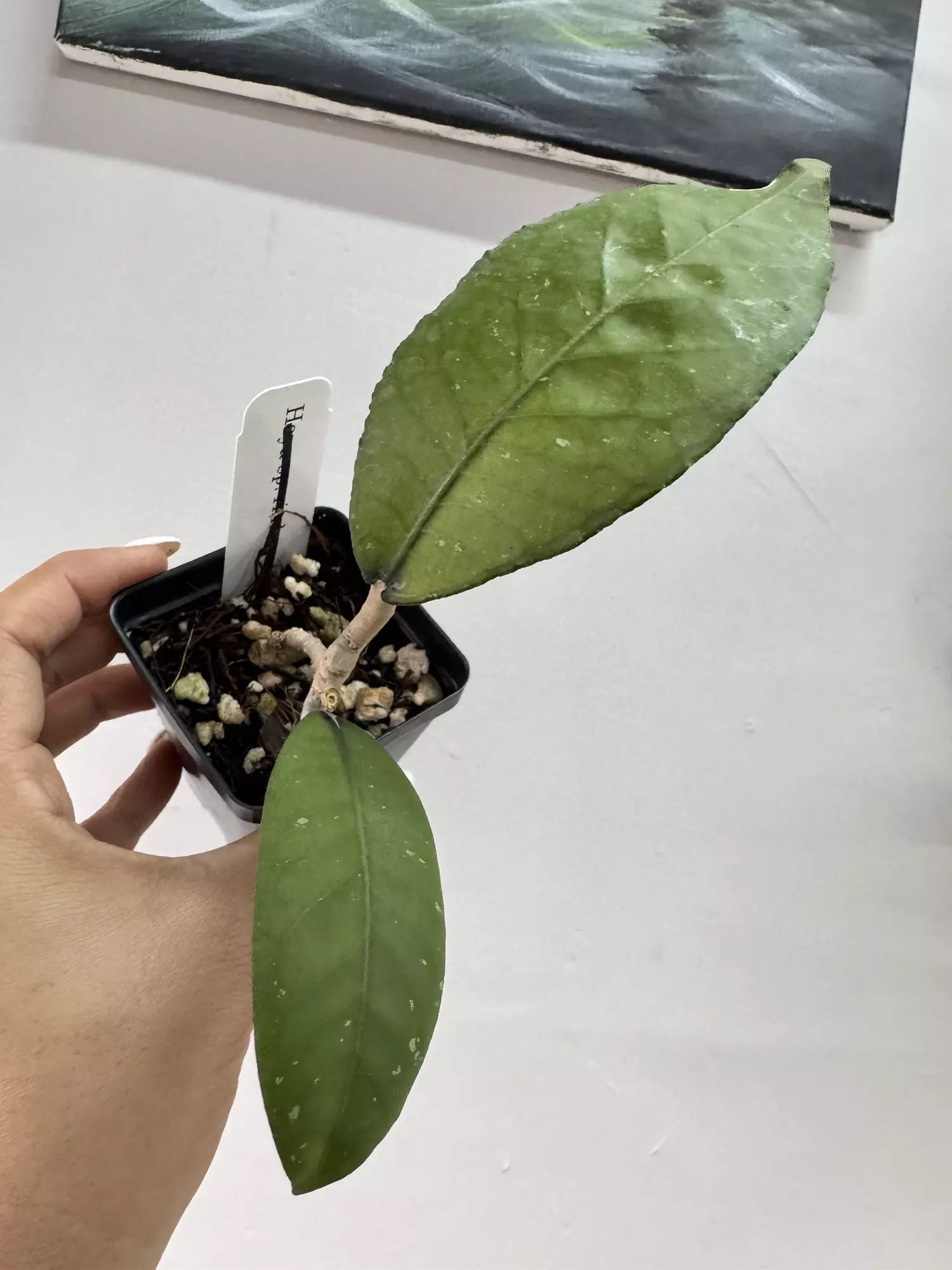 plant/Sp aceh dragon egg bottom cut-2