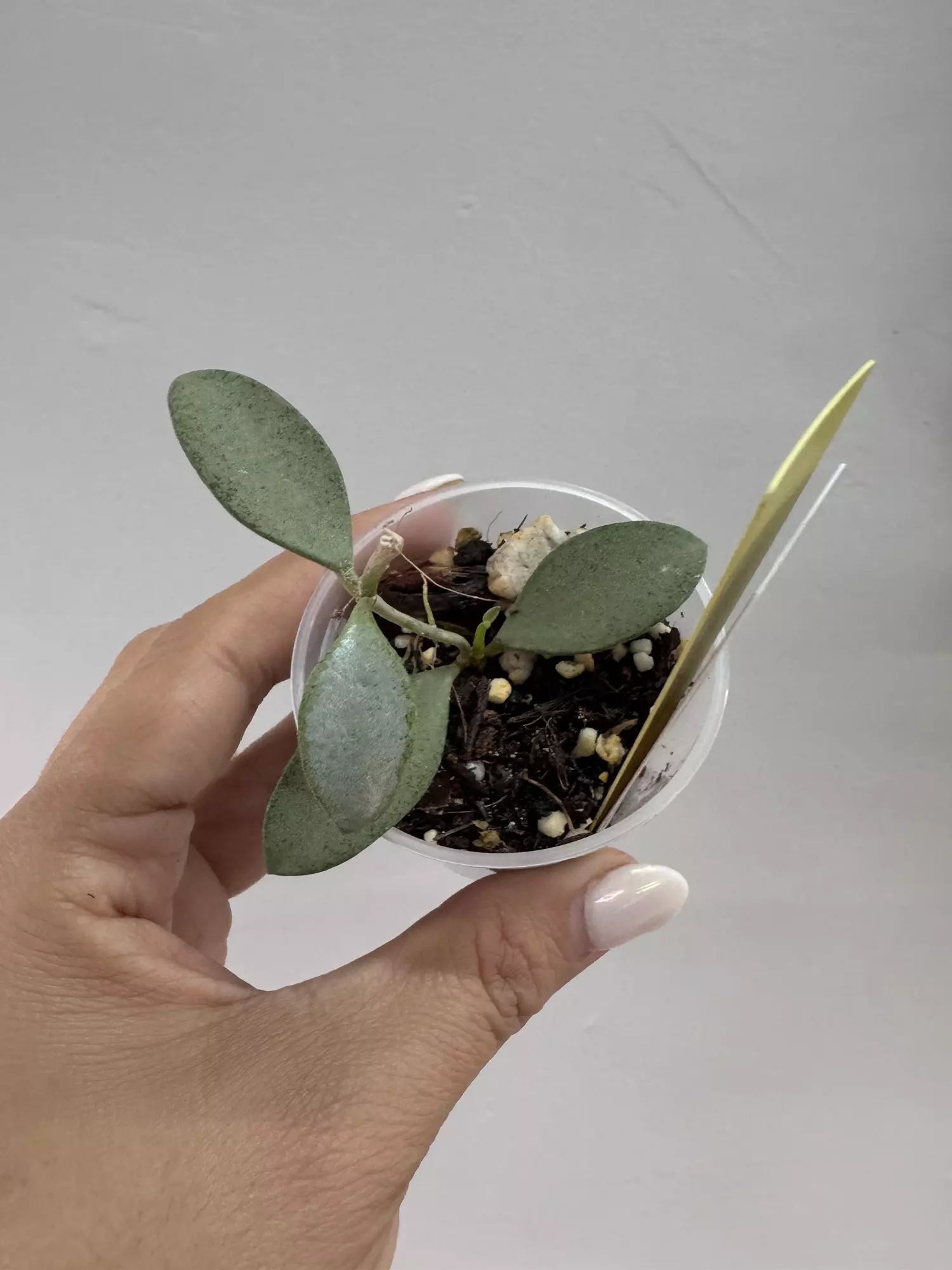 plant/3282 Nummularoides silver-0
