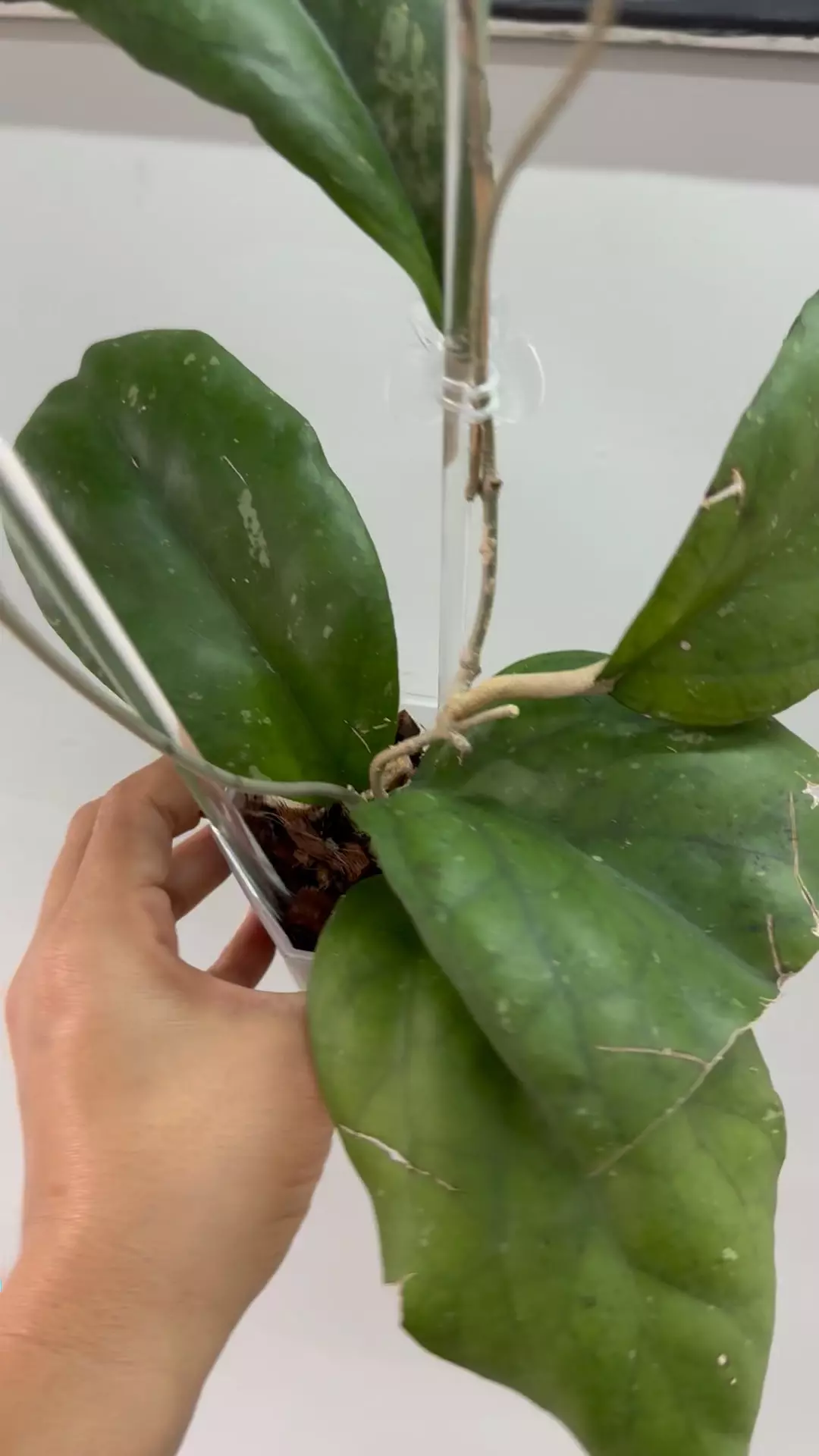 plant/Priktai-1