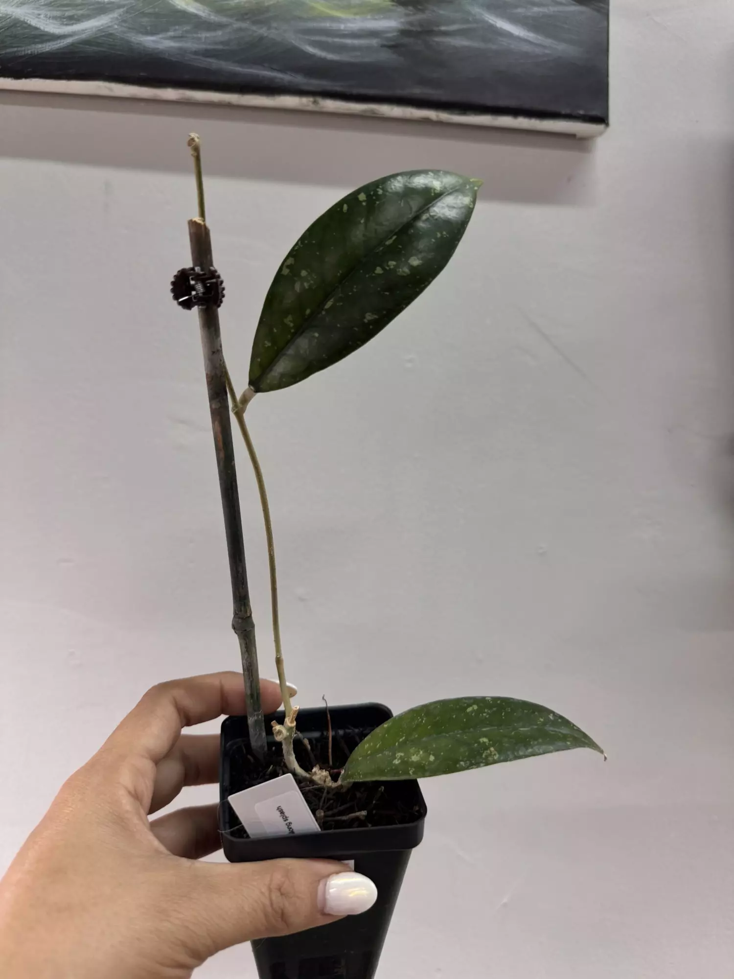 plant/3211 sp aceh forbesii tabalong-0