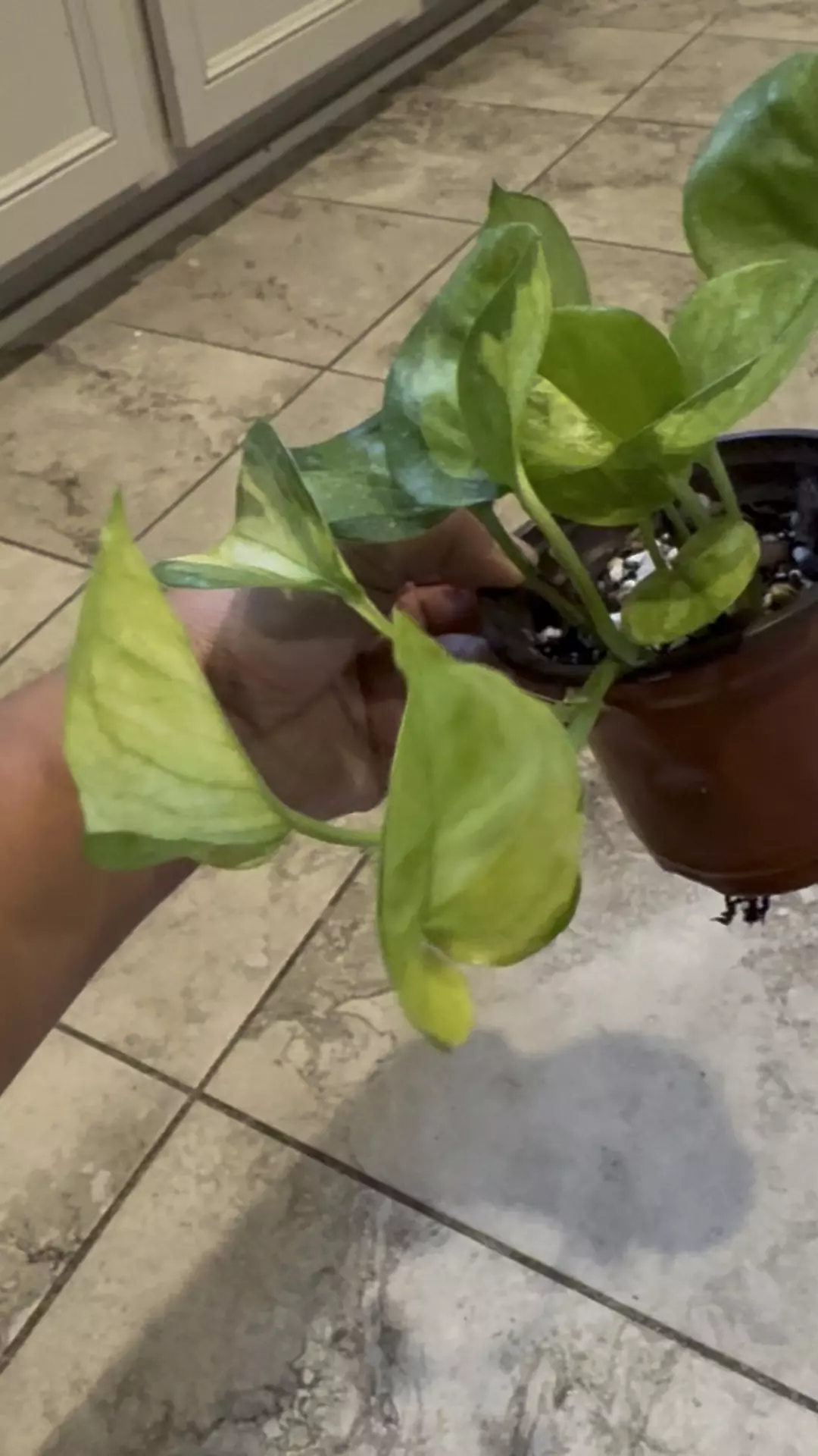 plant/Greenjula Pothos Minty variegation-0