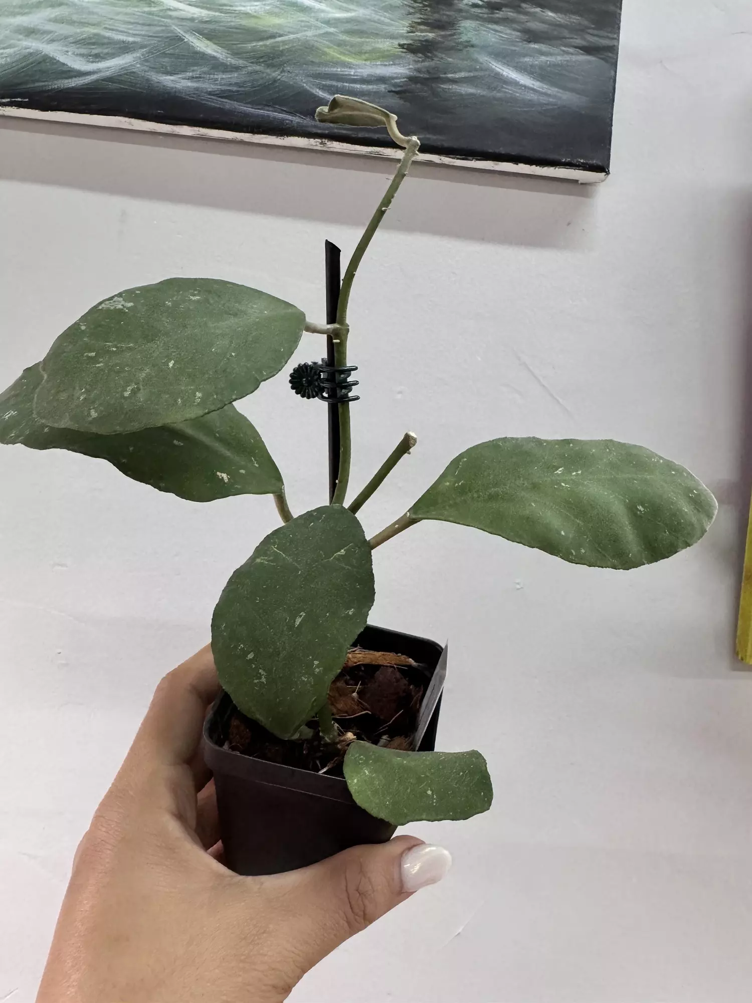 plant/3105 Waymaniae borneo-0