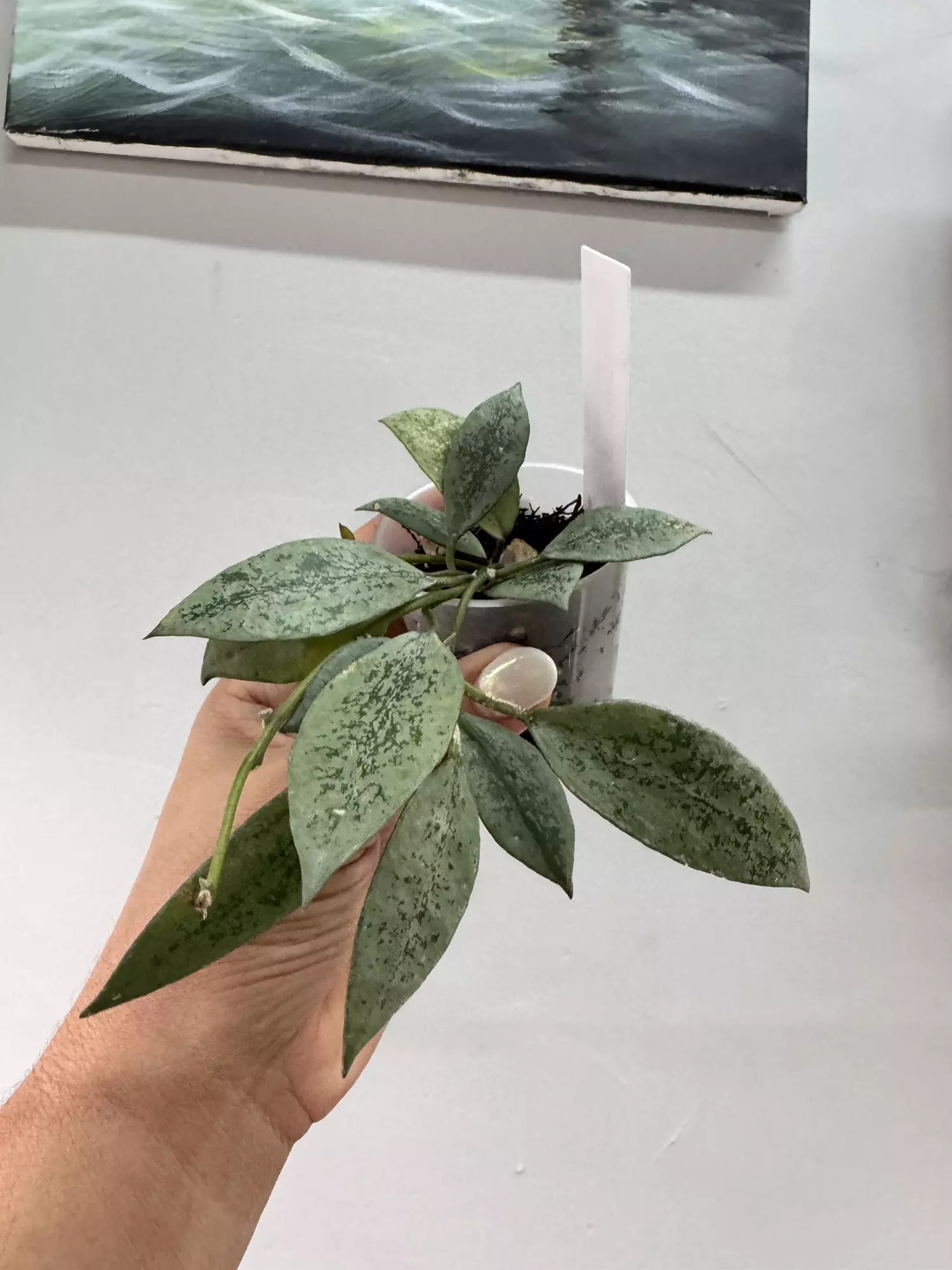 plant/Lac snow leopard-0