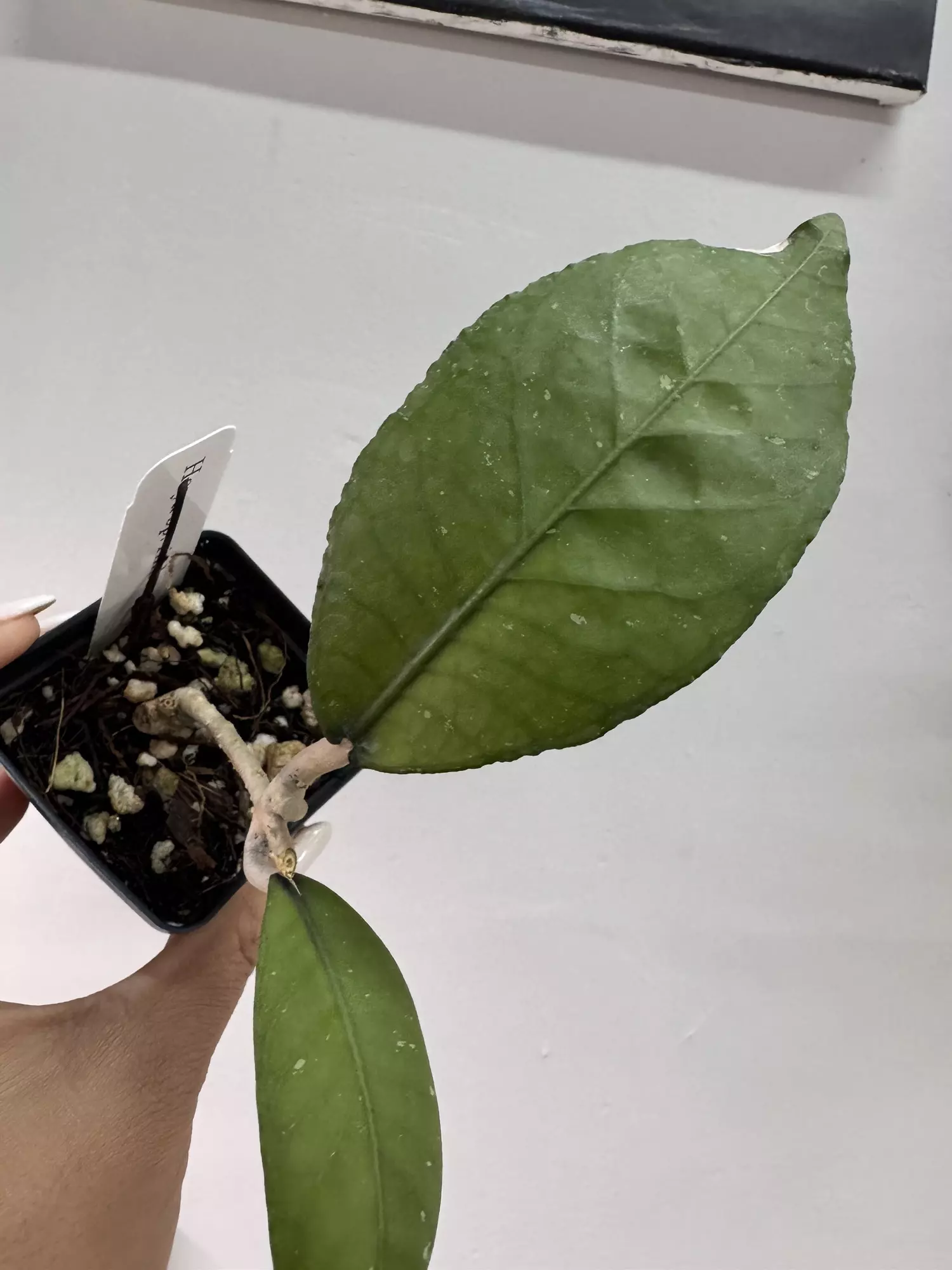 plant/Sp aceh dragon egg bottom cut-0