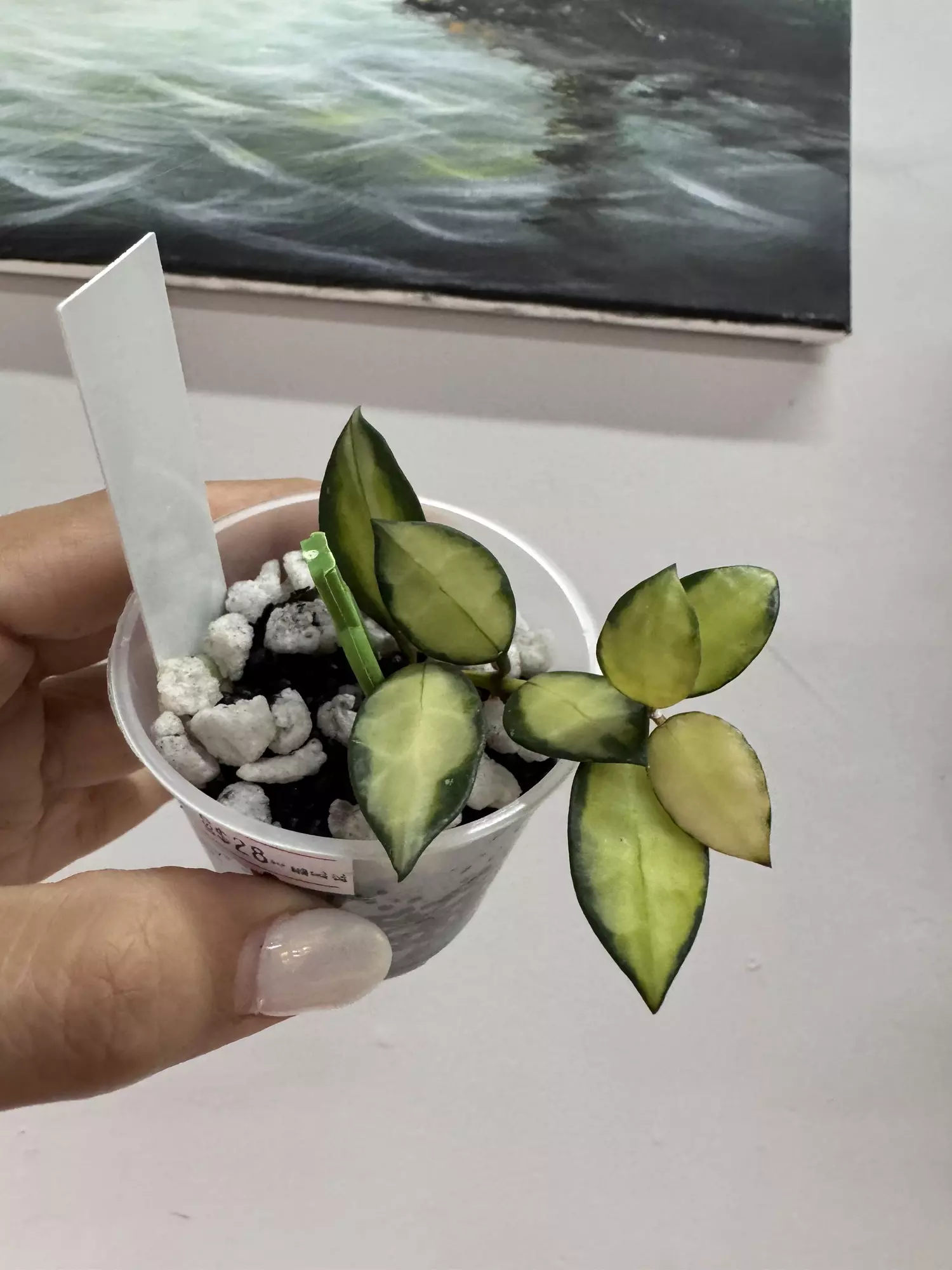 plant/3382 Lac queen midori-0
