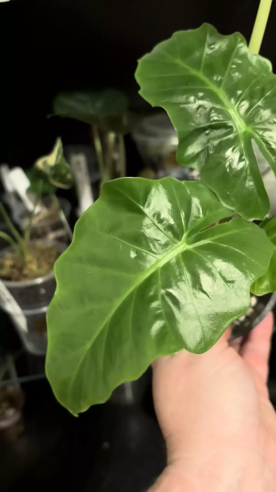 plant/Alocasia low rider-1