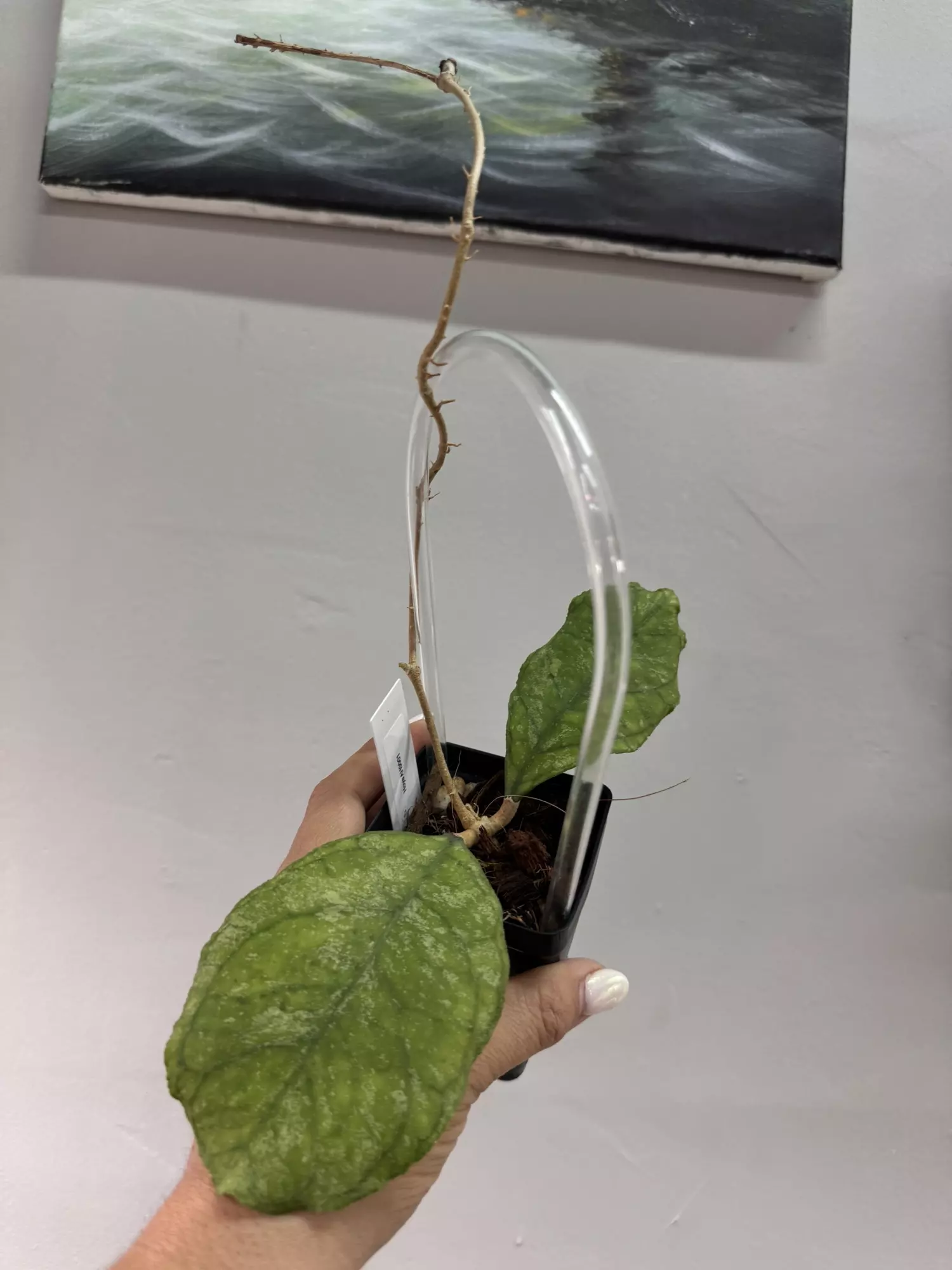 plant/3007 AH0001 with peduncle-0