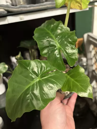 plant/Alocasia low rider-0-thumbnail