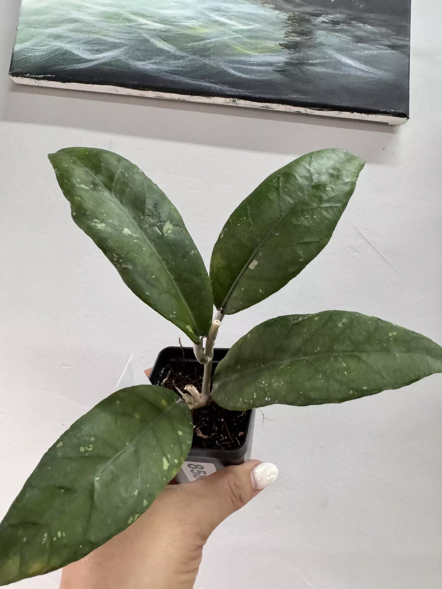 plant/3134 Sp aceh agusen-0