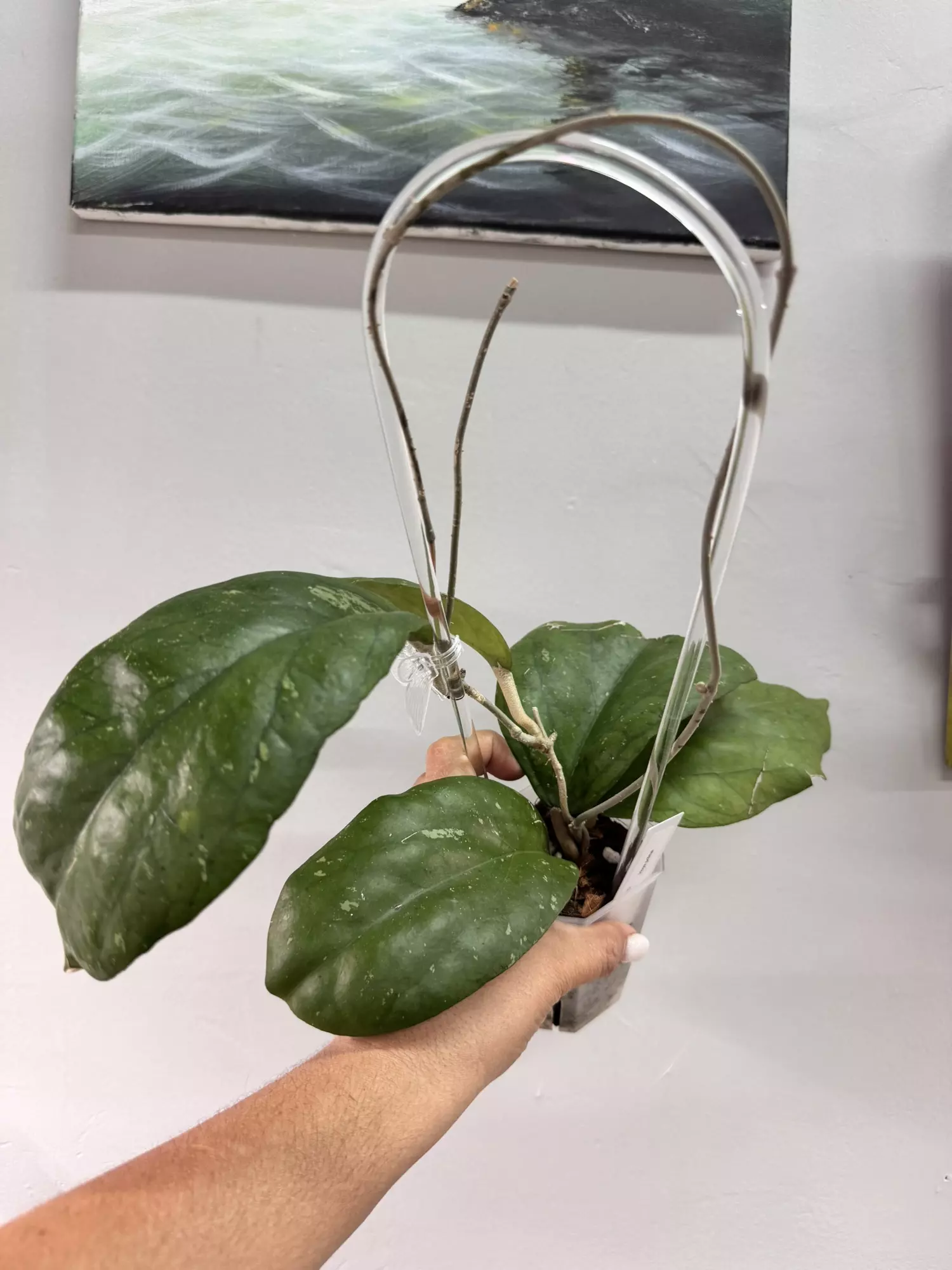 plant/Priktai-0