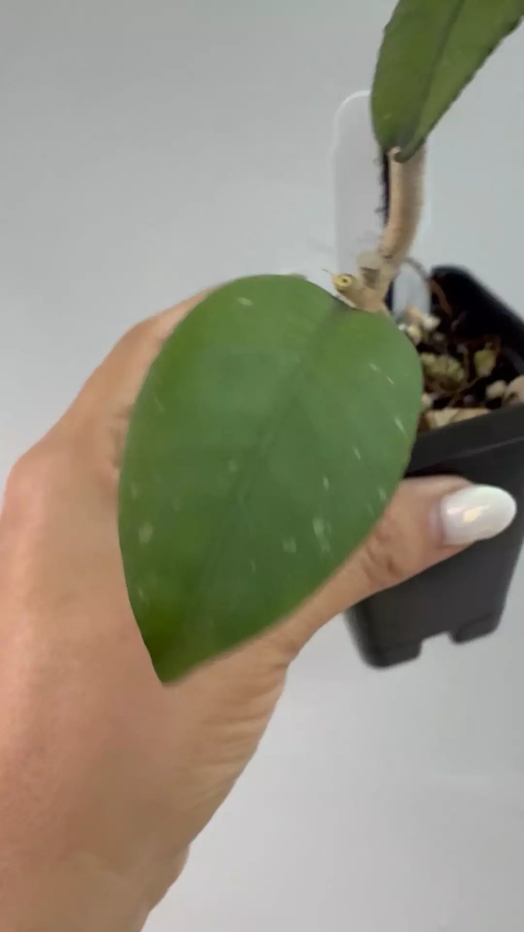 plant/Sp aceh dragon egg bottom cut-1