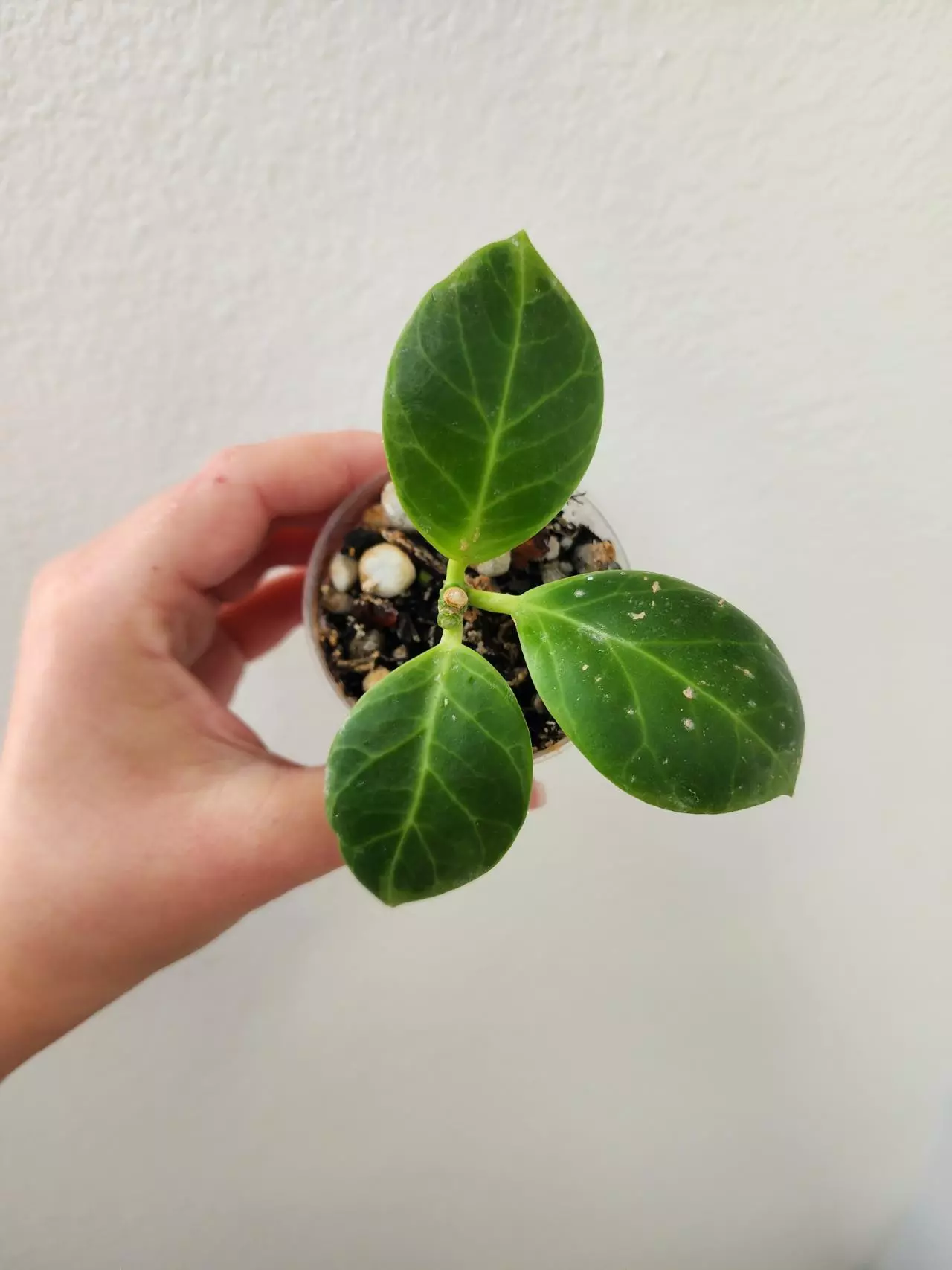plant/Hoya obscura outer variegated-0