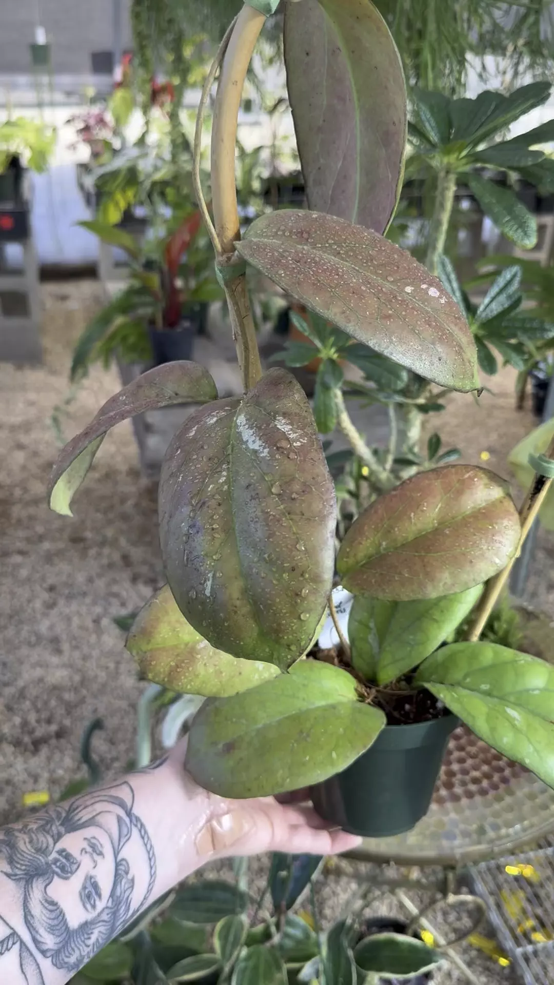 plant/PL554: BEAUTIFULLY SUNSTRESSED Hoya Elephant Trellis-0