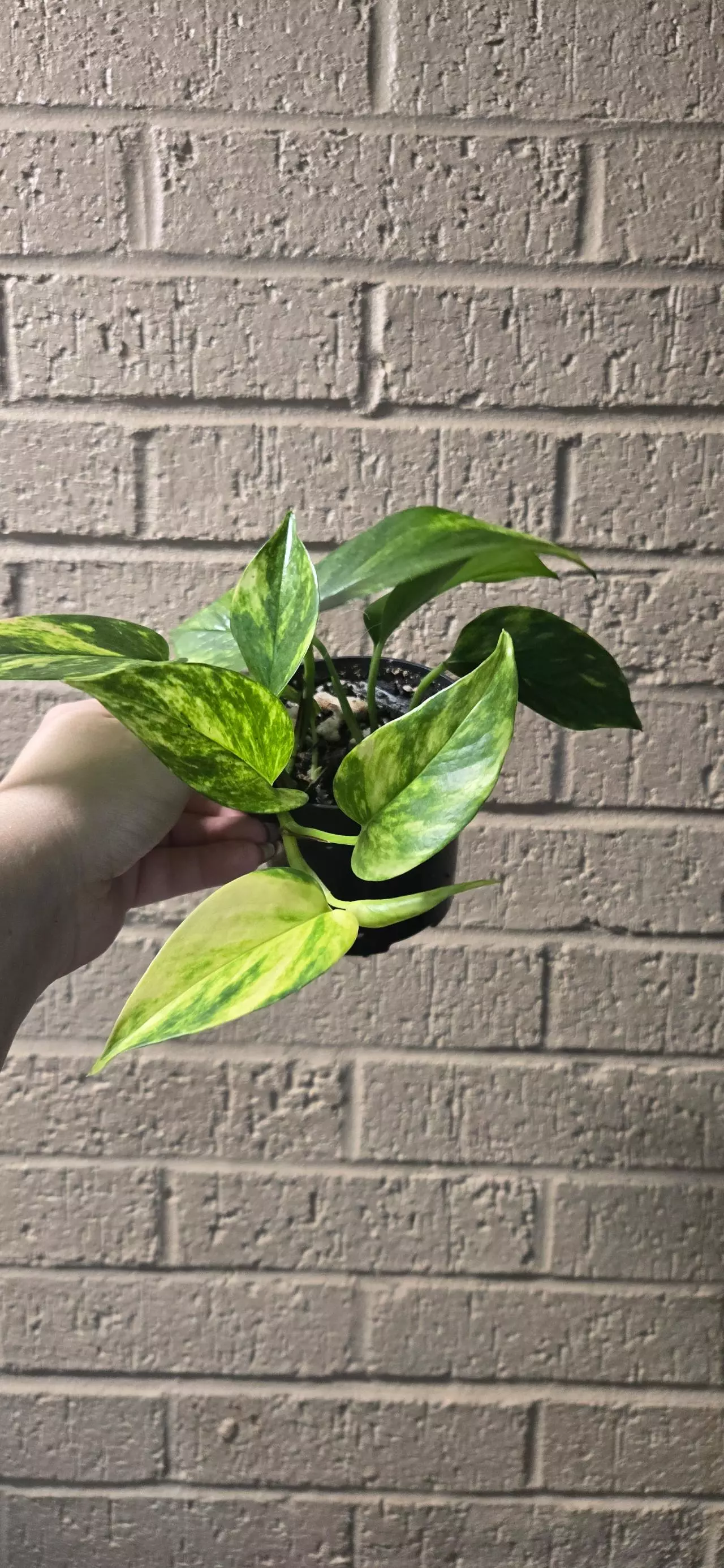 plant/Golden Pothos epipremnum -0