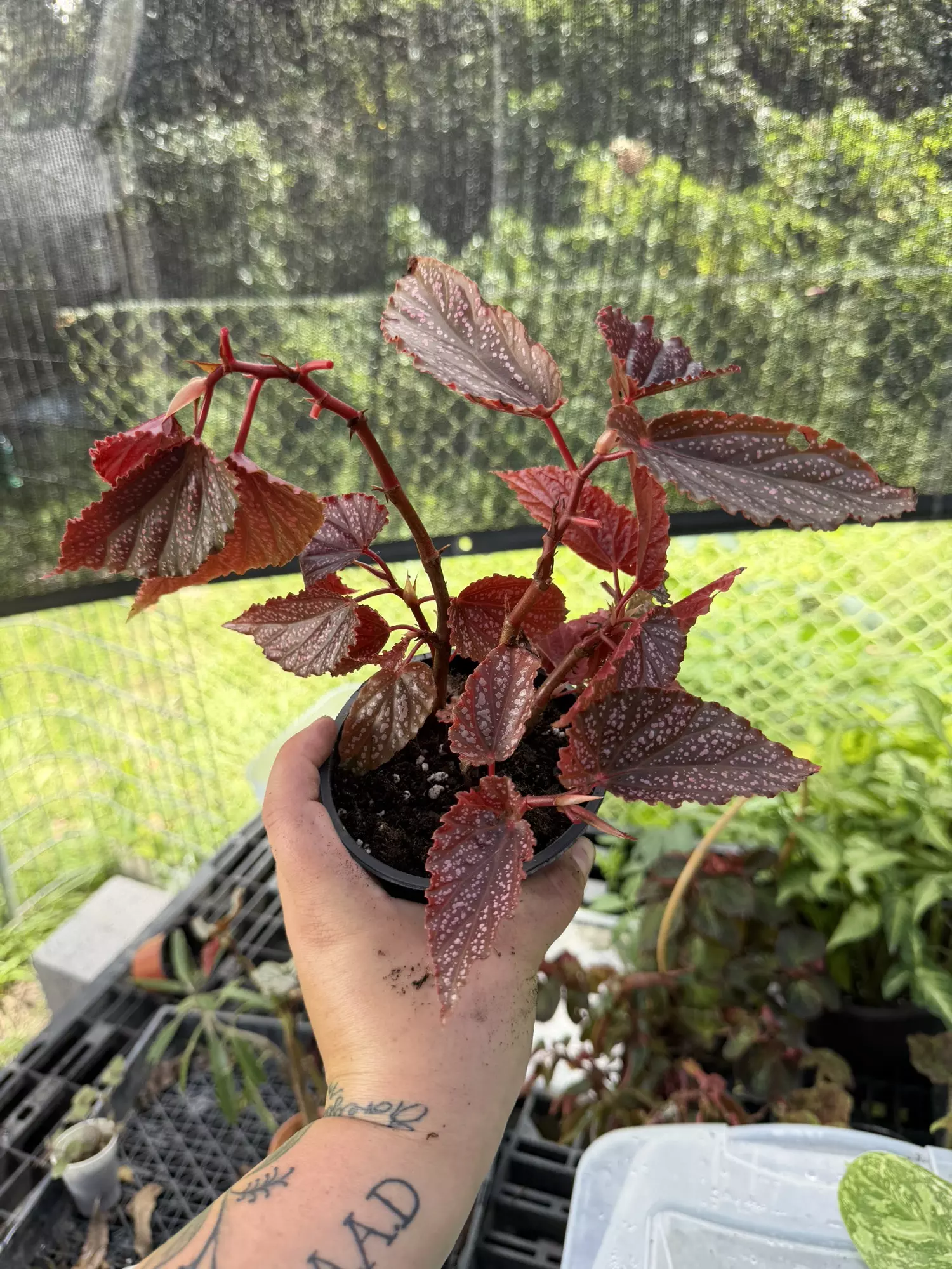 plant/Begonia Angel Wing Dounle Dot-1