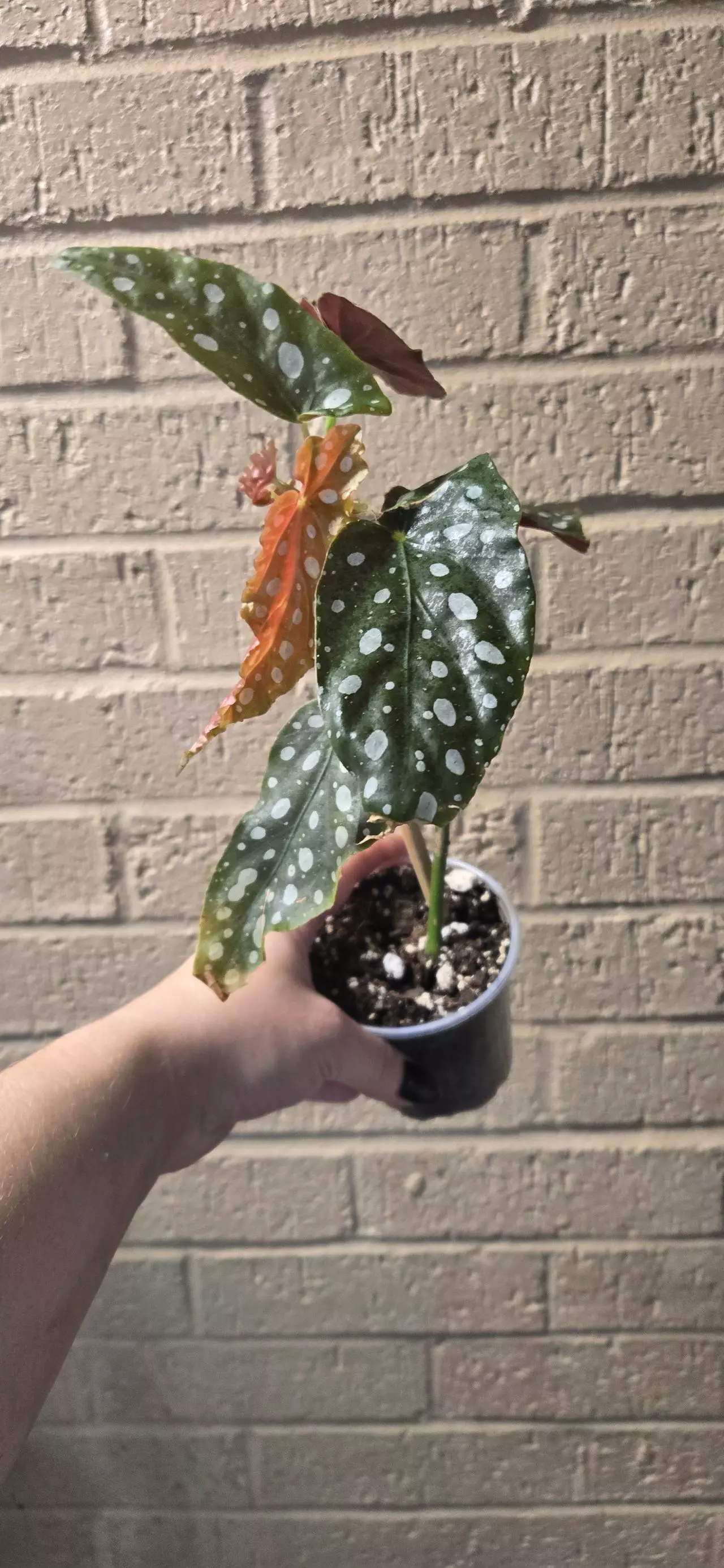 plant/Begonia maculata-0