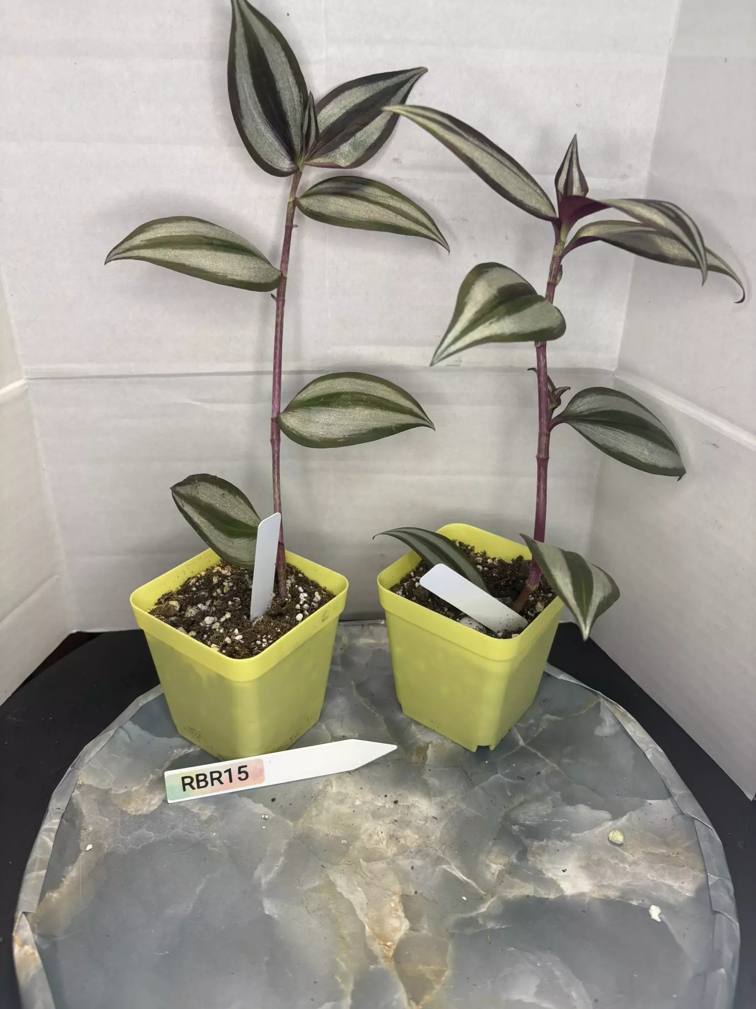 plant/RBR15 Tradescantia zebrina-1
