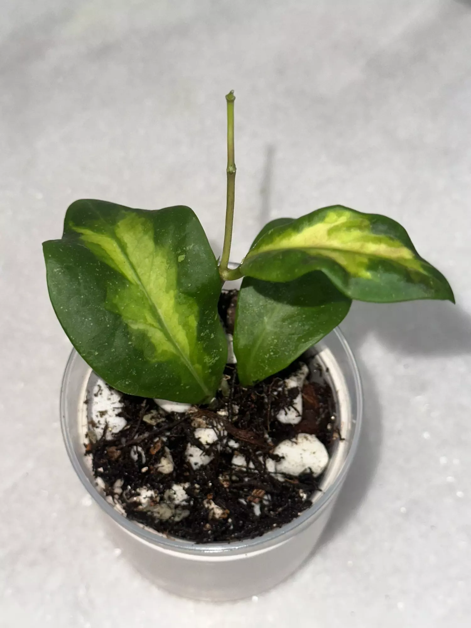 plant/H. mindorensis cv. 'Purple Star' variegated - 3 inch pot-0