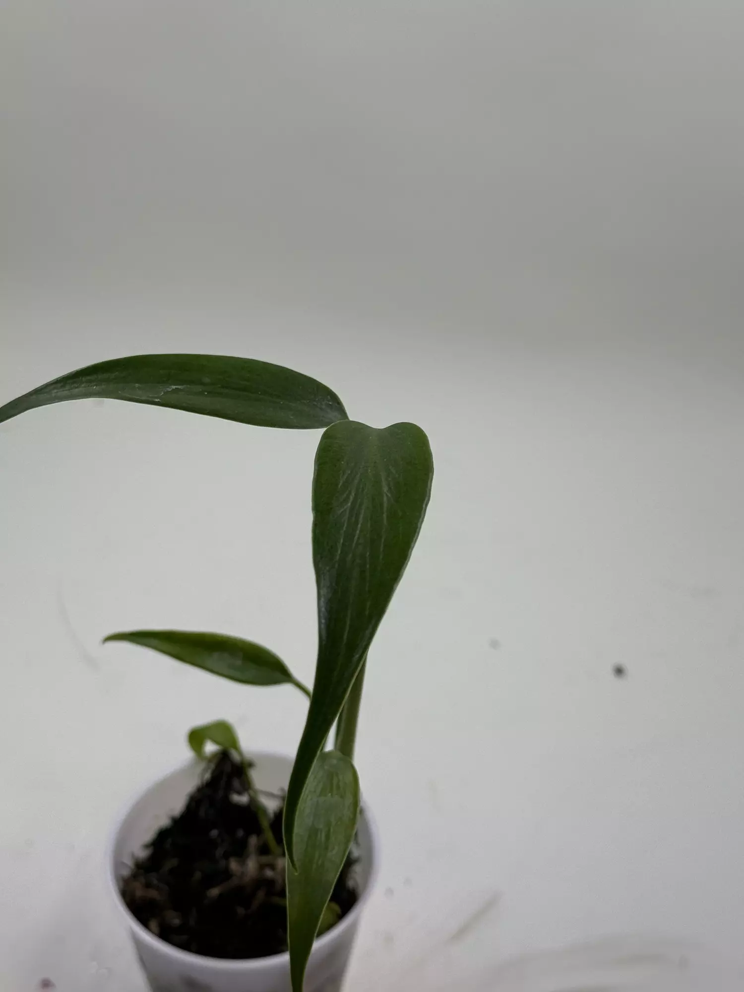 plant/Monstera Burl Marx Flame pup size-0