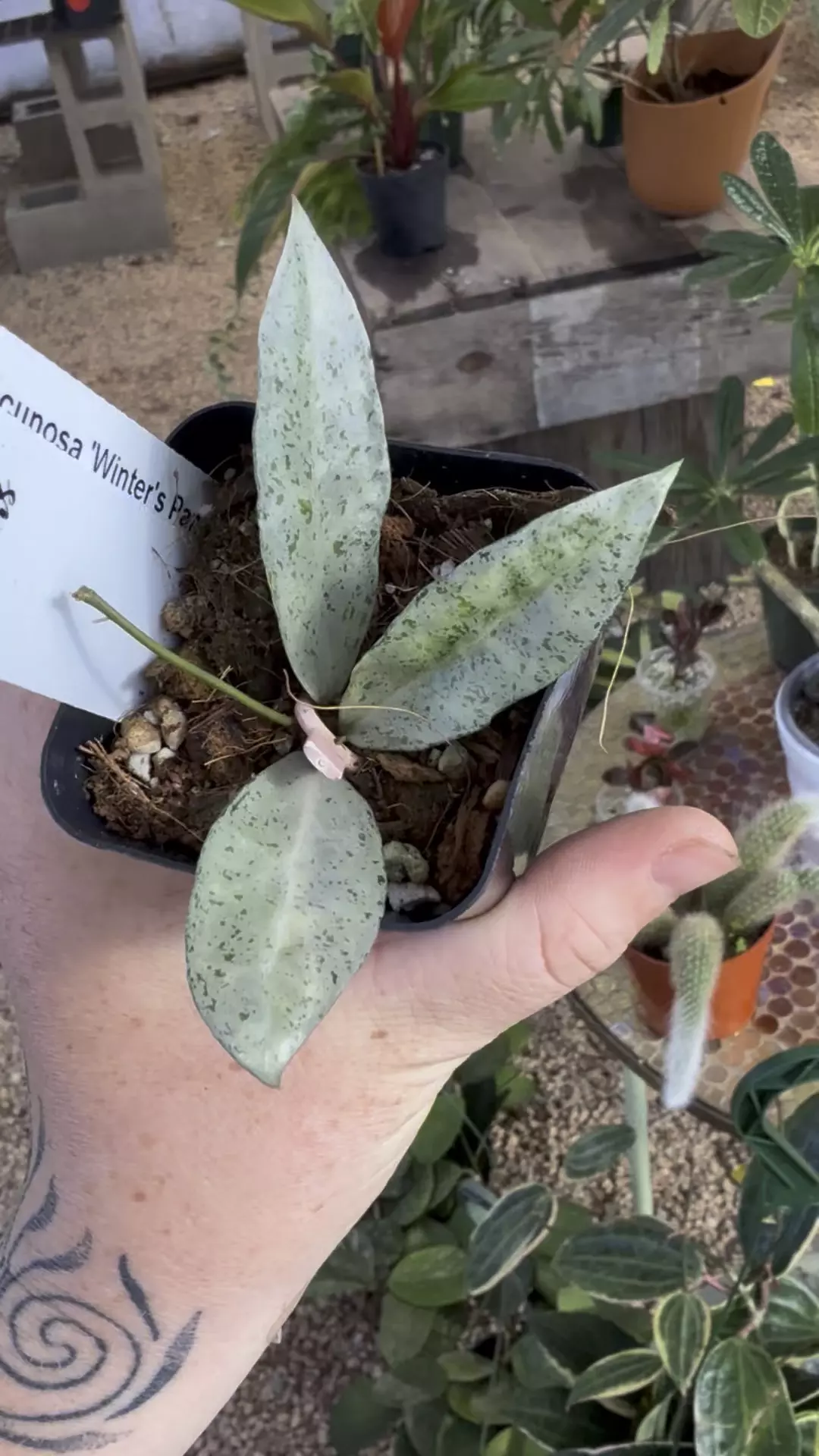 plant/PL570: 3 leaf Lacunosa Winter’s Pandora-0