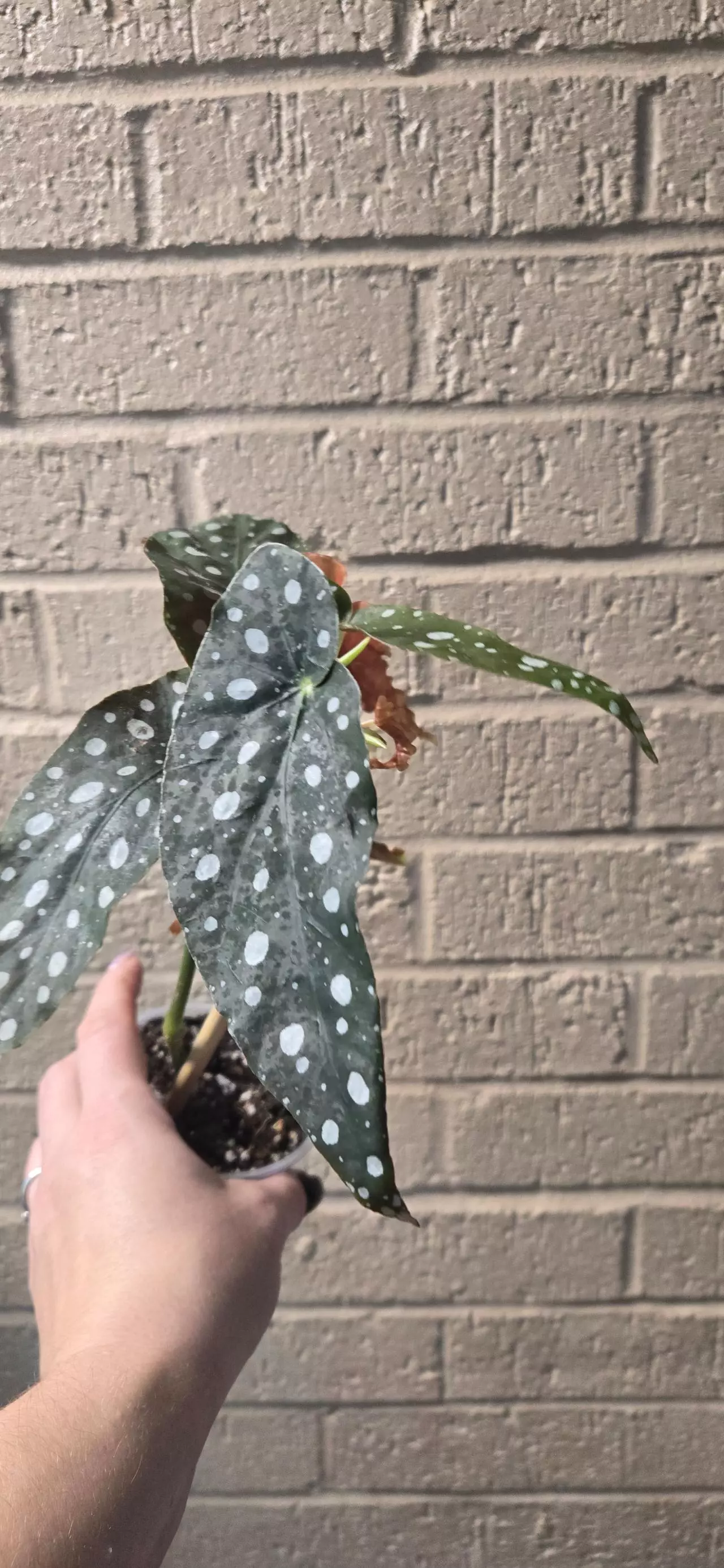 plant/Begonia maculata-2