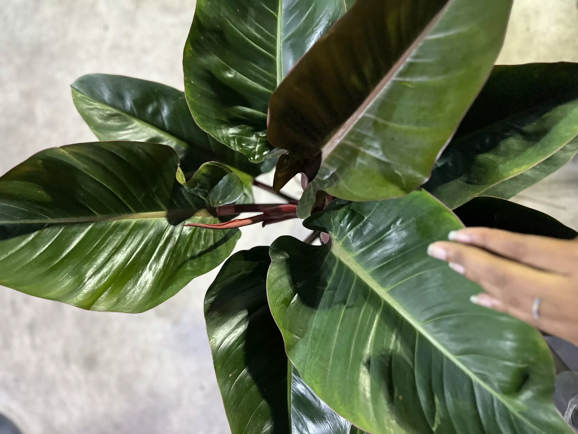 plant/XXl Philo Red Congo-0