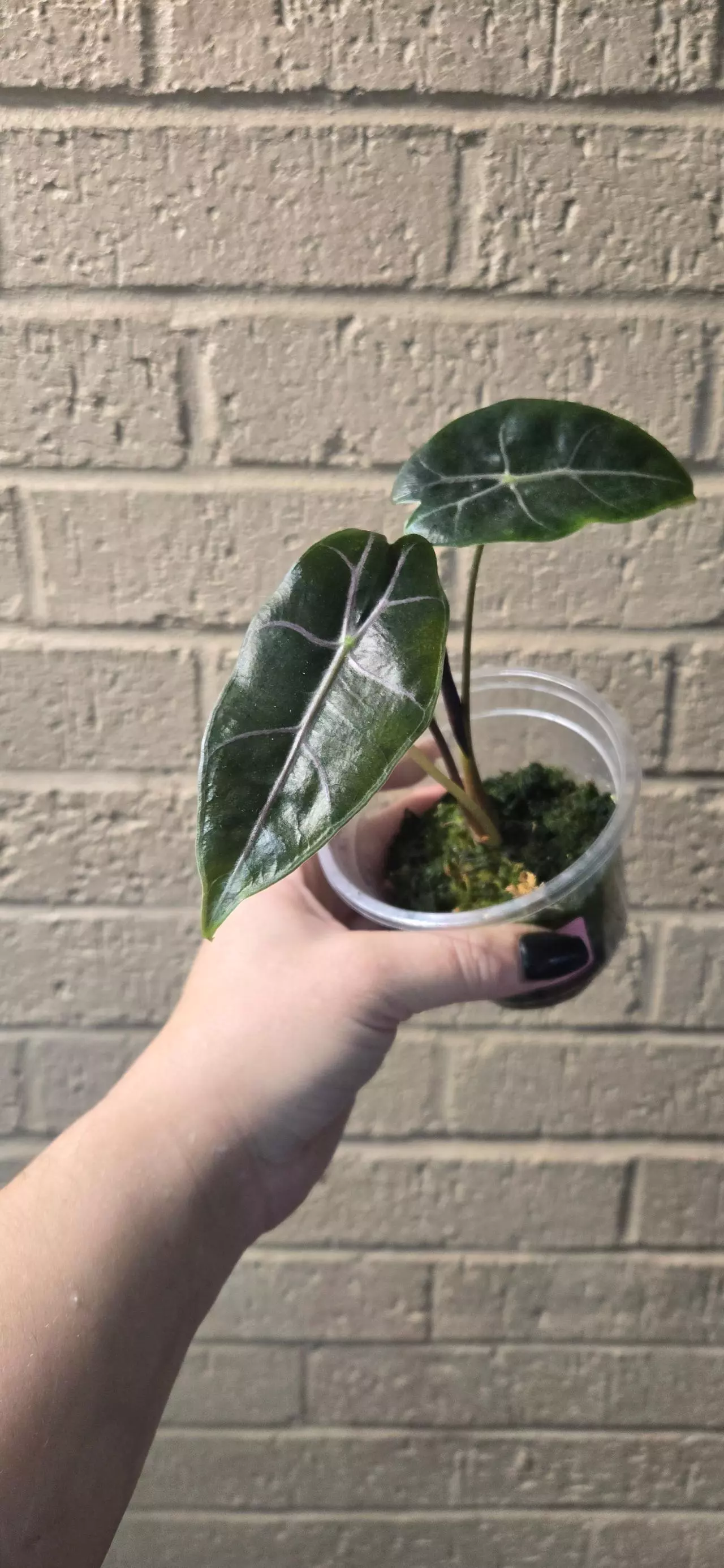 plant/Purple vein alocasia-0