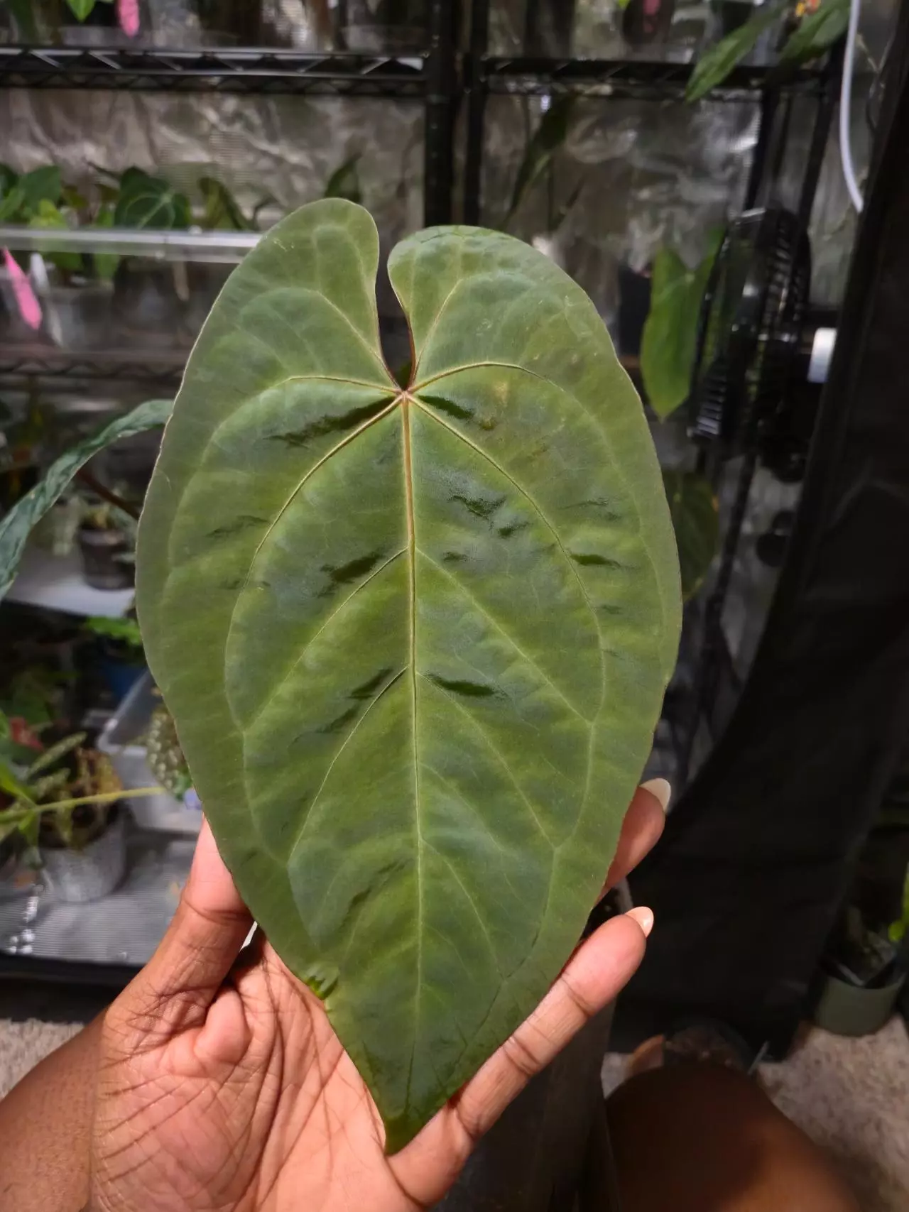 plant/DF AOS x (sub x Pap "Marie") - TOP cut-0