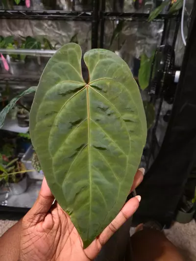 plant/DF AOS x (sub x Pap "Marie") - TOP cut-0-thumbnail