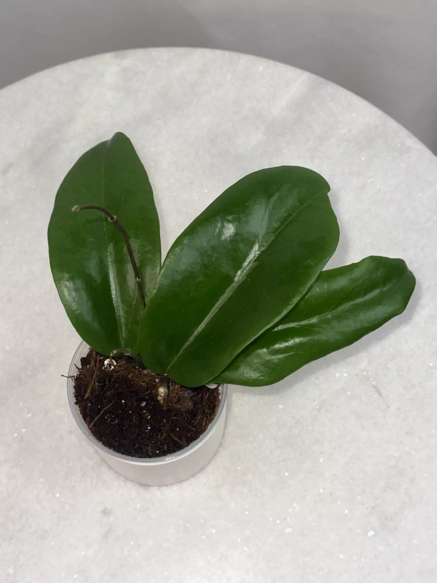 plant/Hoya SMS ‘Dr. IBOK’ - 3 inch pot-2