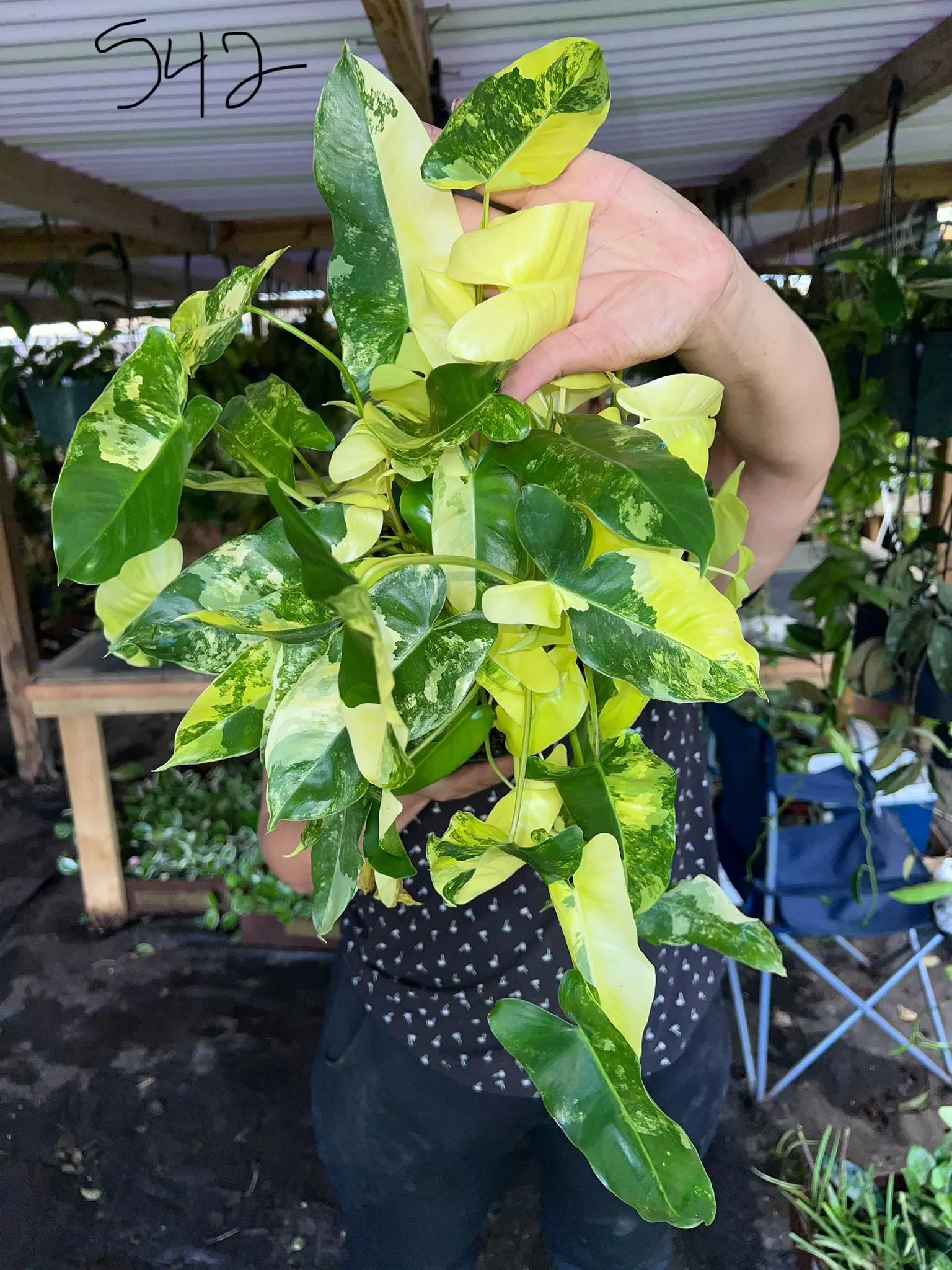 plant/PHILODENDRON BURLEMAX VAR 6" 542P-0