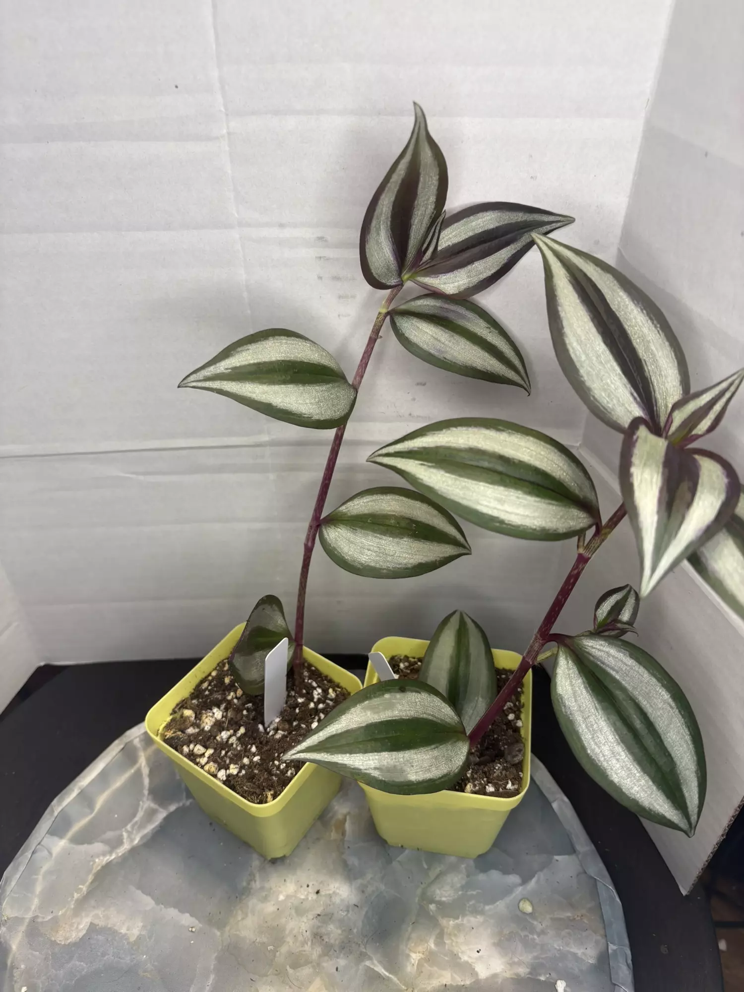 plant/RBR15 Tradescantia zebrina-3