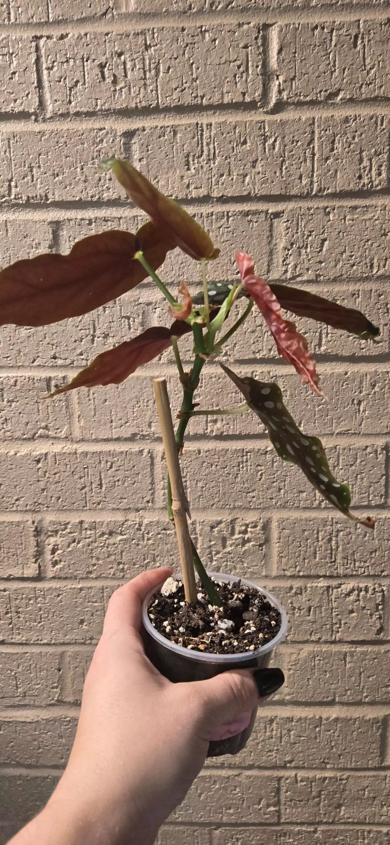 plant/Begonia maculata-1