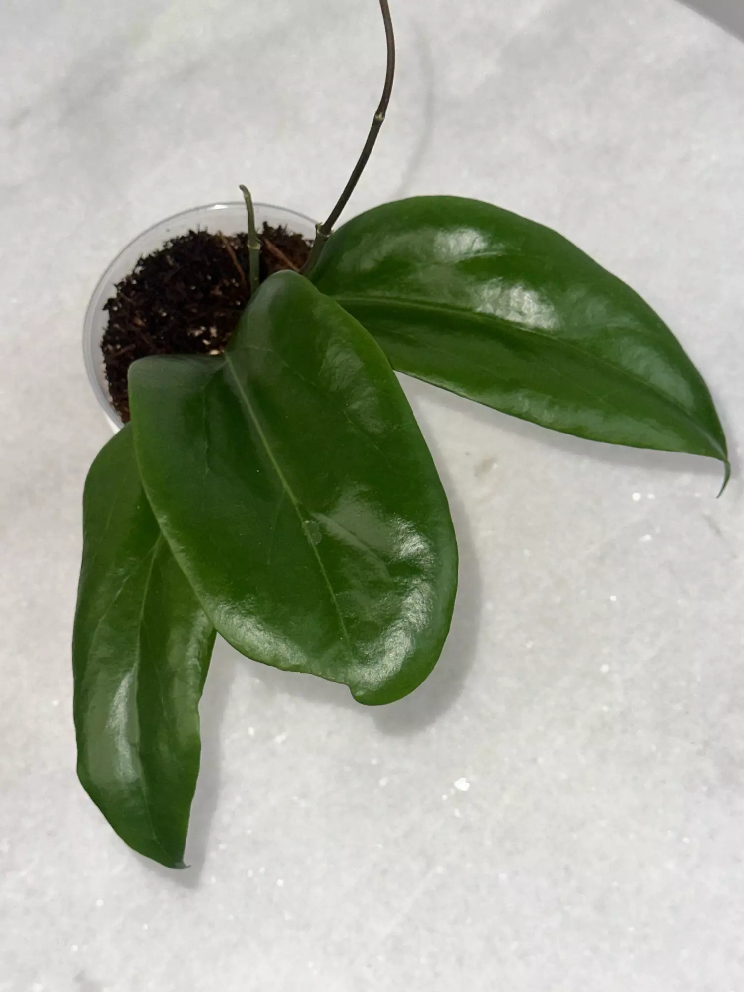plant/Hoya SMS ‘Dr. IBOK’ - 3 inch pot-0