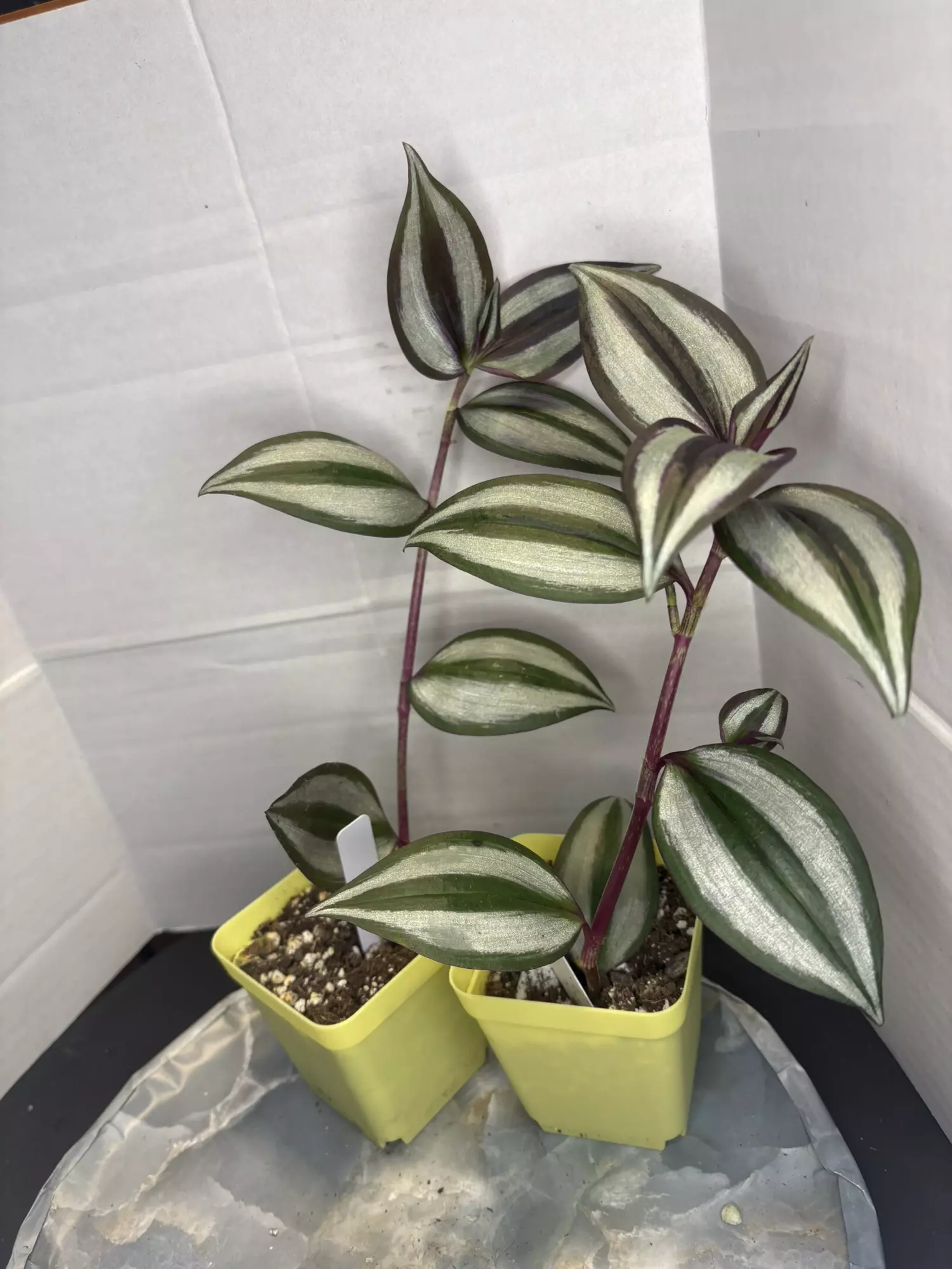 plant/RBR15 Tradescantia zebrina-0