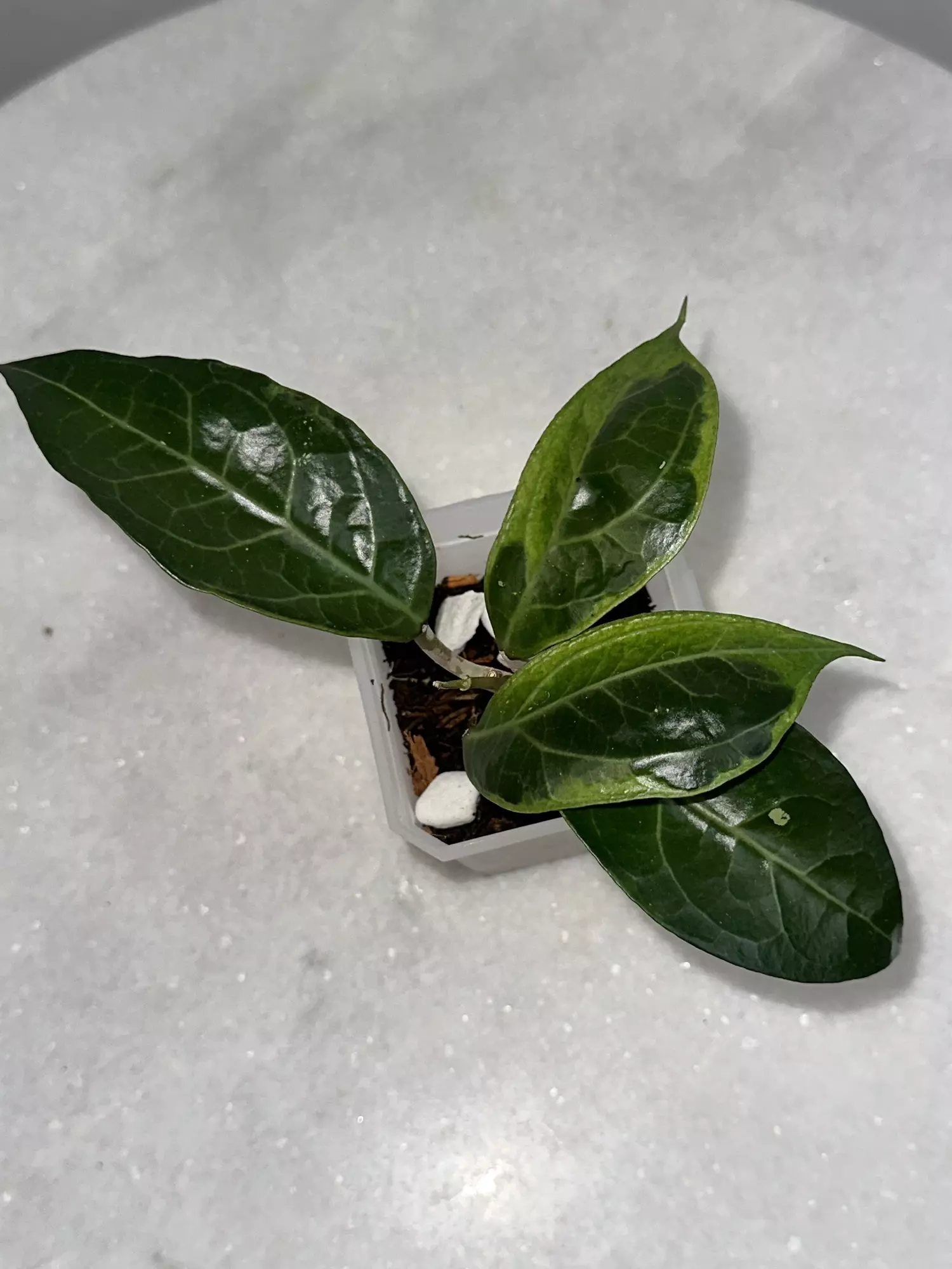 plant/H. verticillata sp. Tanggamus - 3 inch pot-0