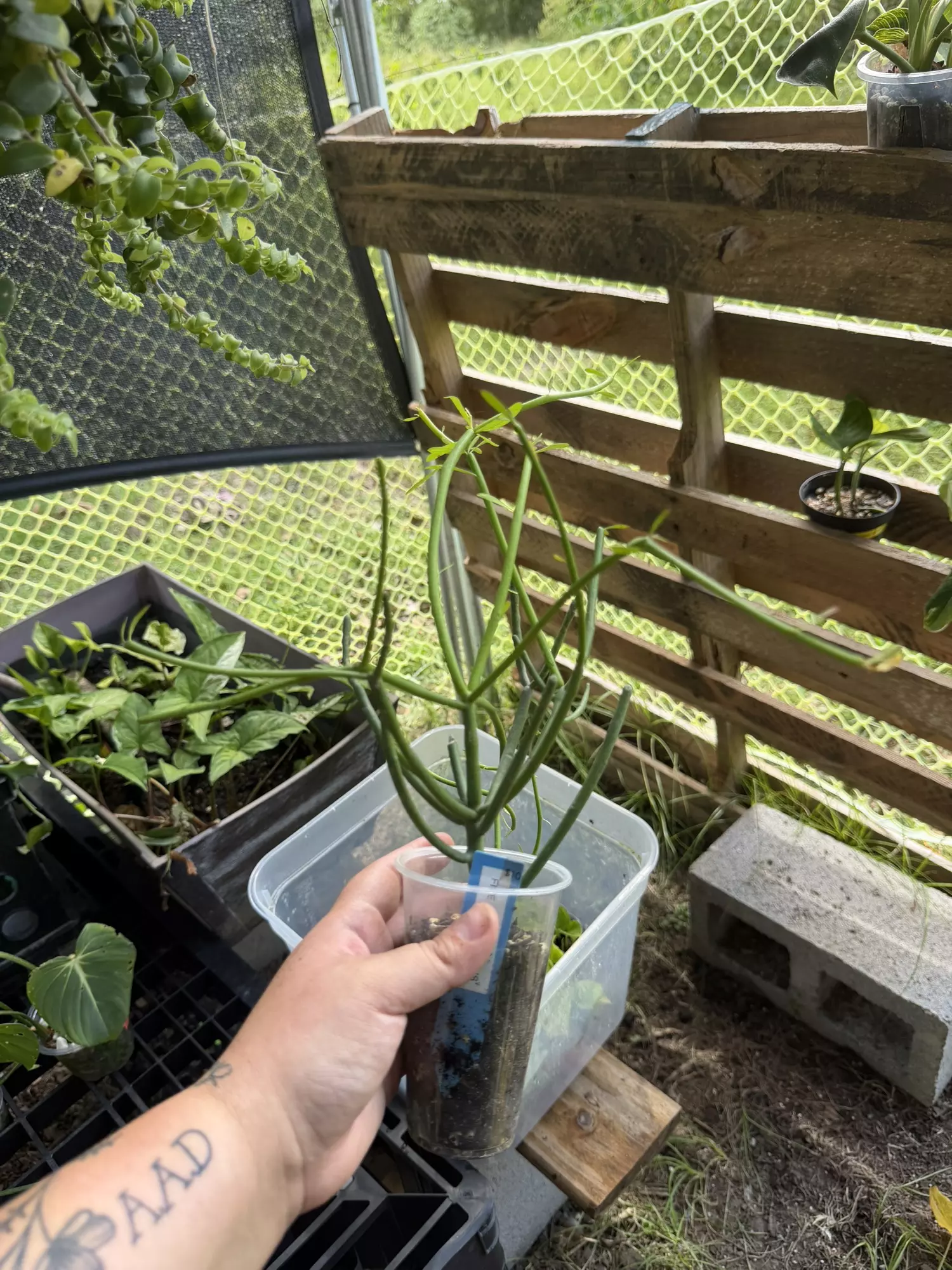 plant/Fire stick/ Pencil Cactus-0