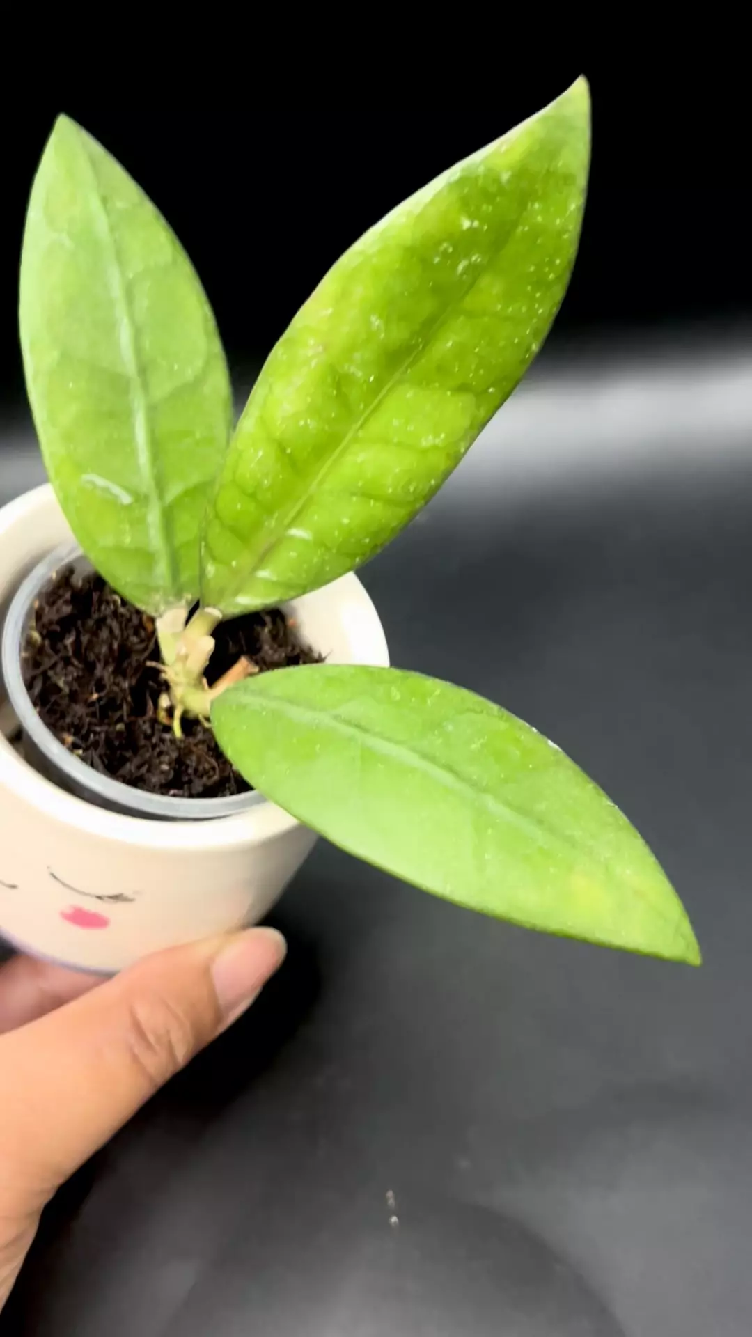 plant/Hoya Sabah Beauty #864-0