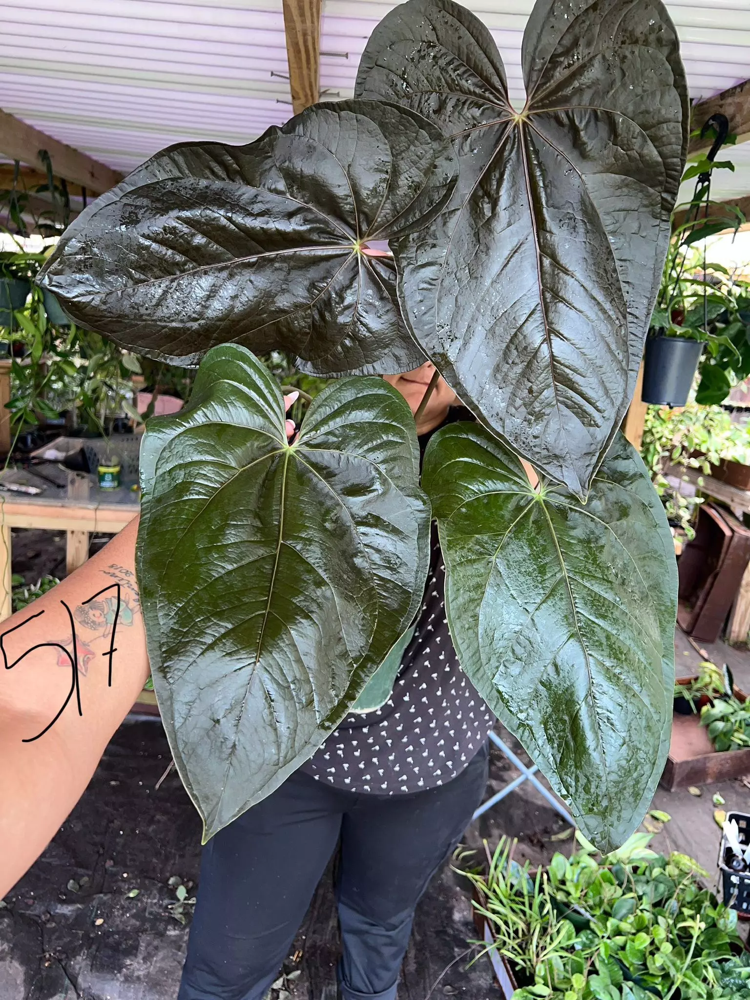 plant/ANTHURIUM QUEEN OF HEART 6" 517P-0