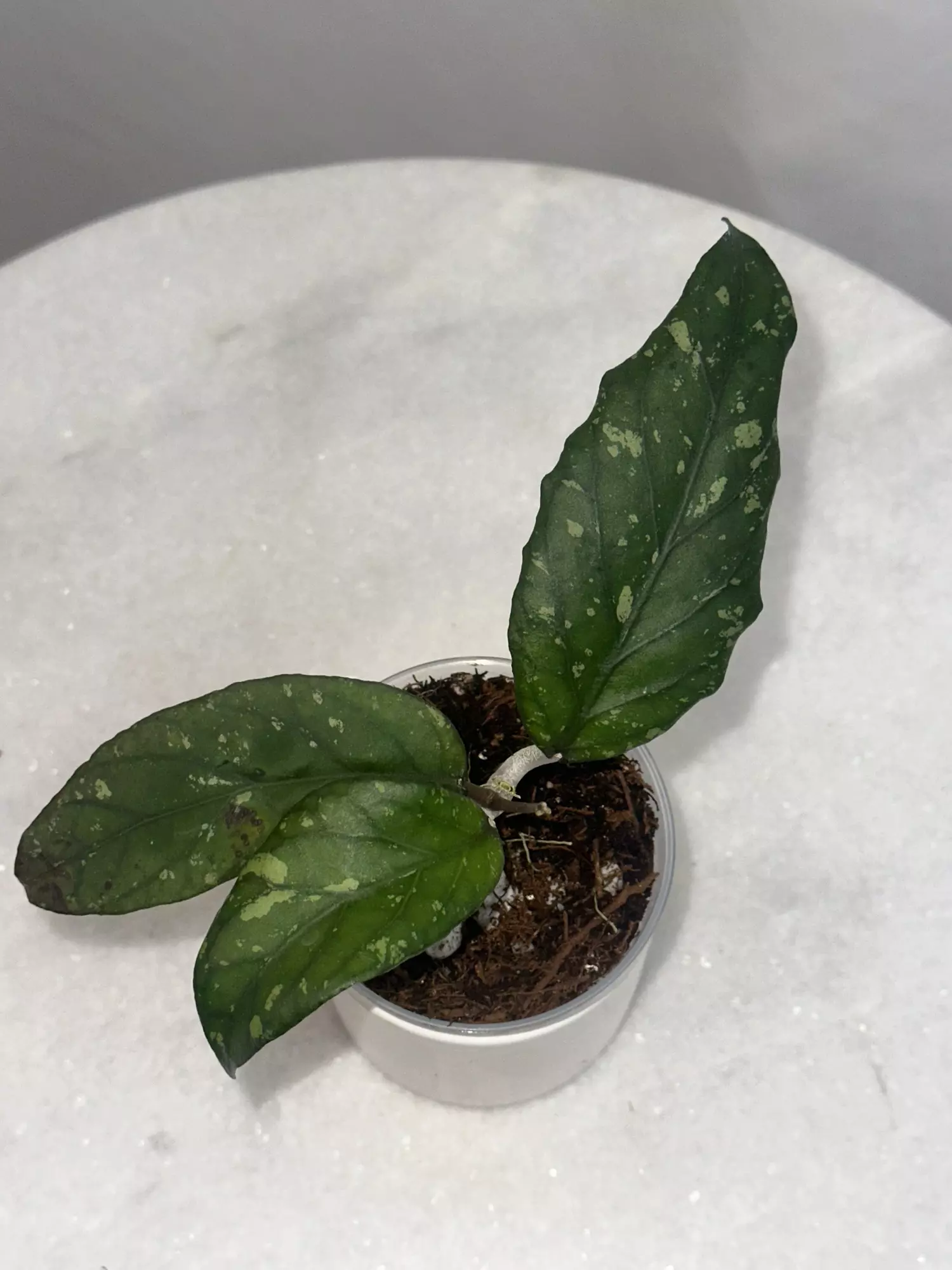 plant/Hoya sp. Takengon (wavy leaf) -3 inch pot-0
