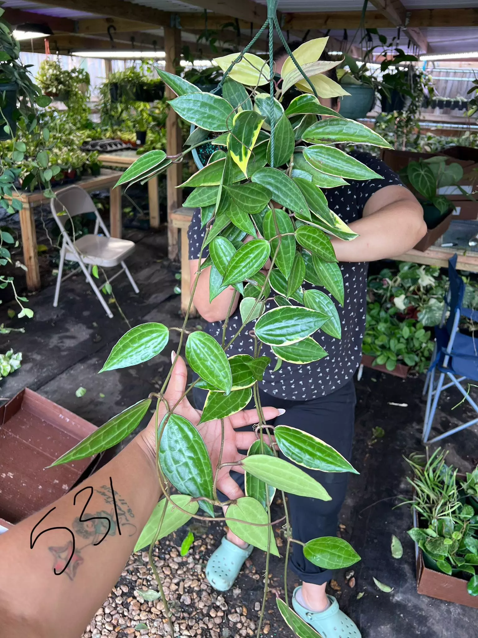 plant/HOYA MACROPHYLLA 8" 531P-0